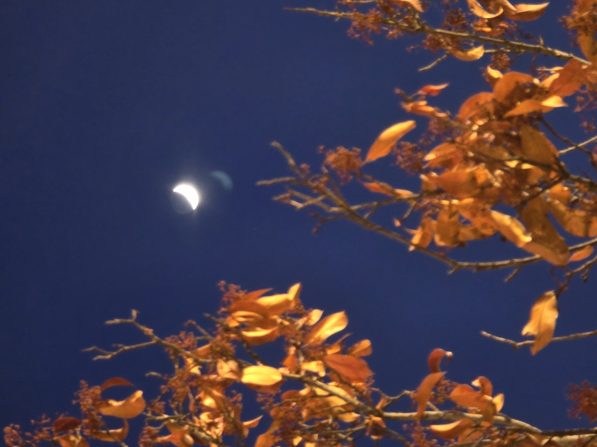 The image depicts a crescent moon against a dark blue sky, partially obscured by branches with orange leaves. The scene appears to be captured at night or dusk. Given the context of Cornellà de Llobregat, Spain, it is inferred that this image was taken in that location. No people are visible. The primary subjects are the moon and the foliage. There are no explicit actions or interactions depicted. The environment is a natural setting, possibly a park or garden in the city, under a night sky.