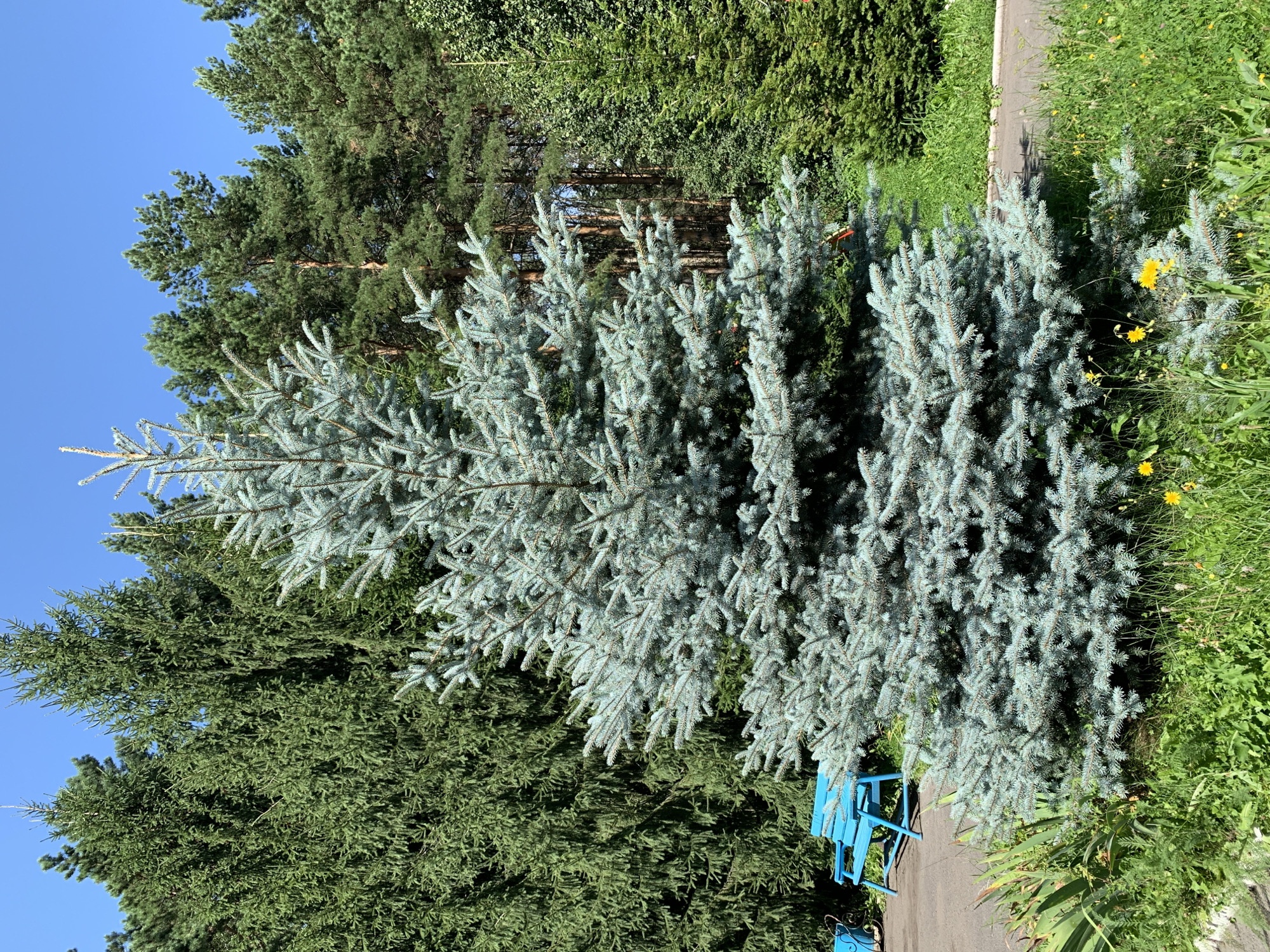 In a sunlit outdoor scene, a prominent blue spruce tree stands in the foreground, its needles a distinct silvery-blue hue. Behind it, a dense forest of dark green conifers forms a backdrop under a clear, bright blue sky. To the left of the blue spruce, a vibrant blue park bench is situated on a paved pathway. Lush green grass and scattered yellow wildflowers carpet the ground around the base of the tree and along the pathway. The location is identified as Prokopyevsk, Russia. The image captures a serene park or public space.