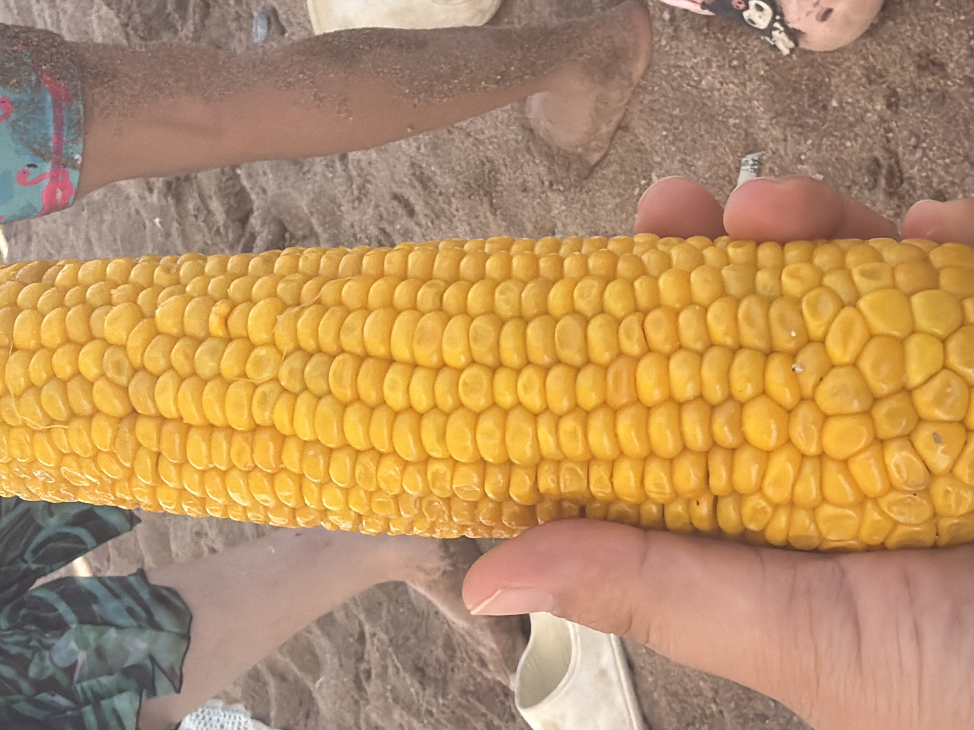 In the city of Choktal, Kyrgyzstan, a close-up shot focuses on a person's hand holding a ripe ear of corn. The corn is bright yellow and appears plump with kernels. In the background, the sandy ground suggests a beach or outdoor setting, with the legs of several individuals visible. One person is wearing patterned shorts with flamingos, and another is wearing shorts with a leaf pattern. The scene is casual, with bare feet visible in the sand.
