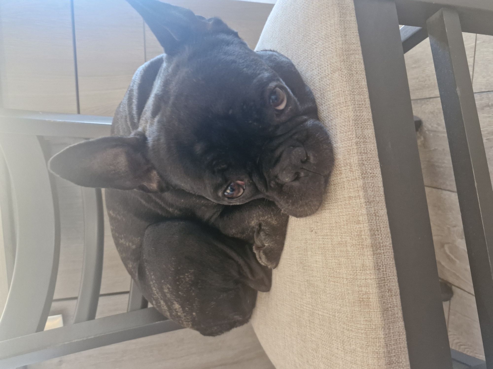 A black French bulldog is sitting on a chair. The dog is facing upwards, with its head tilted slightly. The chair has a beige cushioned seat and a grey frame. The background shows a tiled floor and a partial view of a wooden cabinet. The location is a house/apartment interior, likely in Plovdiv, Bulgaria, but this is inferred and not definitively verifiable from the image alone. There are no people visible.