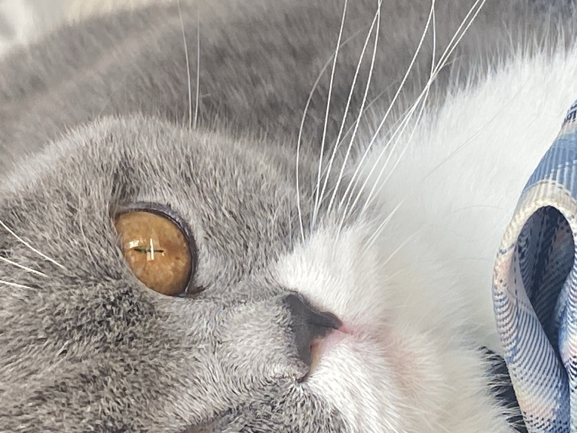 A close-up, eye-level, macro photograph shows the face of a gray and white cat. The cat's right eye, a striking amber color with a distinct vertical pupil, is the focal point, reflecting light. The cat's nose, a small pink triangle, is visible below the eye, surrounded by white fur and long white whiskers. The cat's gray fur has a textured appearance, and it is wearing a blue and white plaid scarf around its neck. The background is blurred, suggesting the cat is resting on a soft surface. The image is not located in the city of Cam Ly - Đà Lạt, Vietnam.