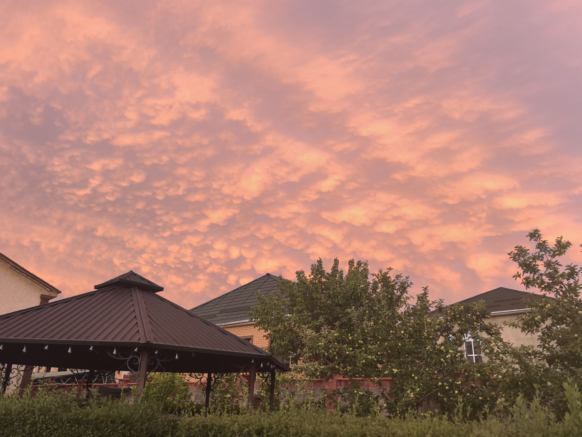 The image captures a residential backyard scene at dusk in Taldykorgan, Kazakhstan. The sky is a vibrant coral and lavender, filled with a textured pattern of cumulus clouds. In the foreground, a dark brown hexagonal gazebo with a pointed roof is partially visible, featuring decorative metalwork and small hanging lights. Behind the gazebo, a dense hedge of green bushes lines the yard. Several residential buildings are visible, including a light-colored house with a beige facade and a dark roof to the left, a brick house with a green roof further back, and another beige house on the right. A large, leafy tree laden with small green fruits, likely apples, stands prominently to the right of the brick house, with branches extending across the frame. A brick wall is partially visible behind the tree. The overall impression is of a peaceful evening in a suburban setting.