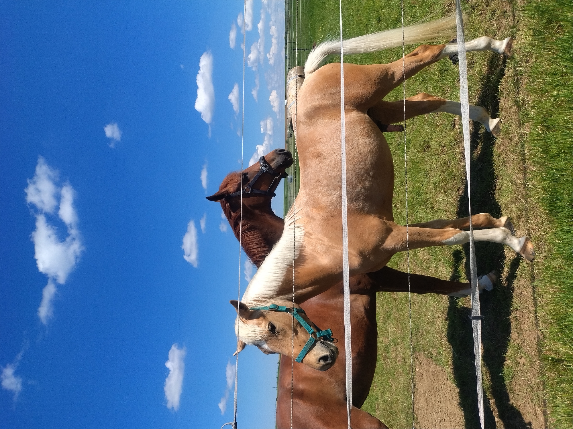 Two horses stand in a grassy field under a bright blue sky with scattered clouds. The horses are separated from the viewer by a white electric fence. One horse is chestnut brown and wears a dark brown bridle. The other horse is a lighter palomino color with a flaxen mane and tail, and wears a turquoise halter. The location is Crauthem, Luxembourg.