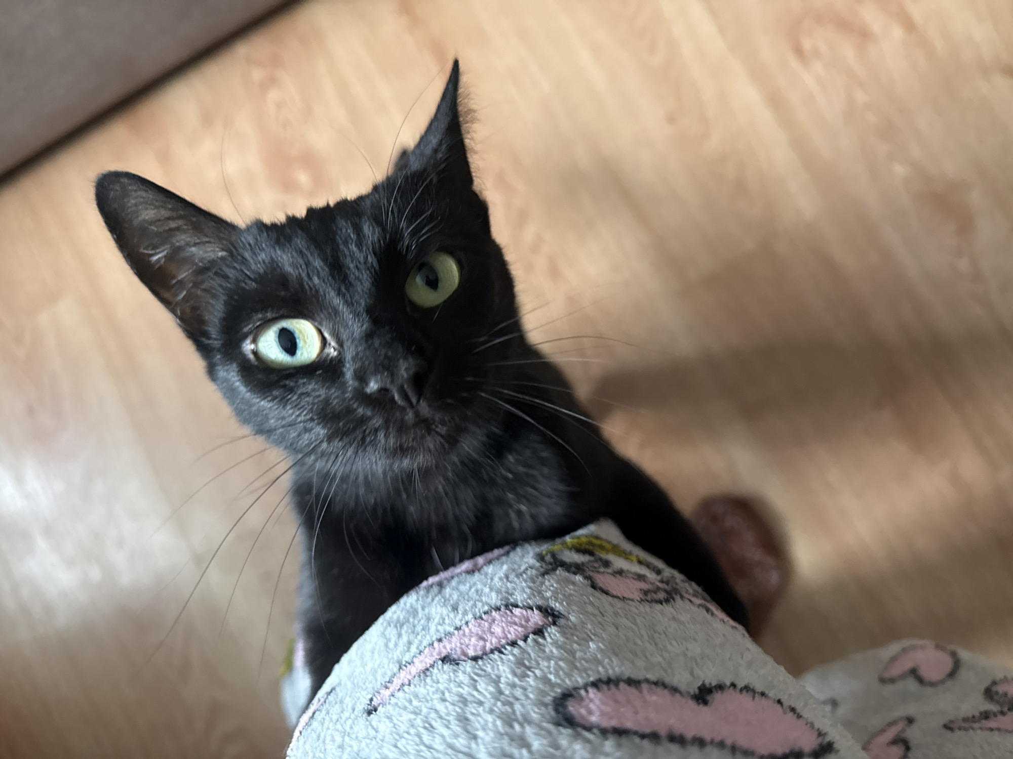 An overhead, high-angle medium shot captures a black cat peeking out from a fuzzy blanket. The cat's head is tilted, and its bright green eyes are looking directly at the camera. The blanket is grey with pink heart designs. The cat's black fur is sleek, and its whiskers are long and prominent. The background consists of a light brown, wooden floor. There are no people in the image, and no discernible city or urban environment is present. The scene is domestic in nature.