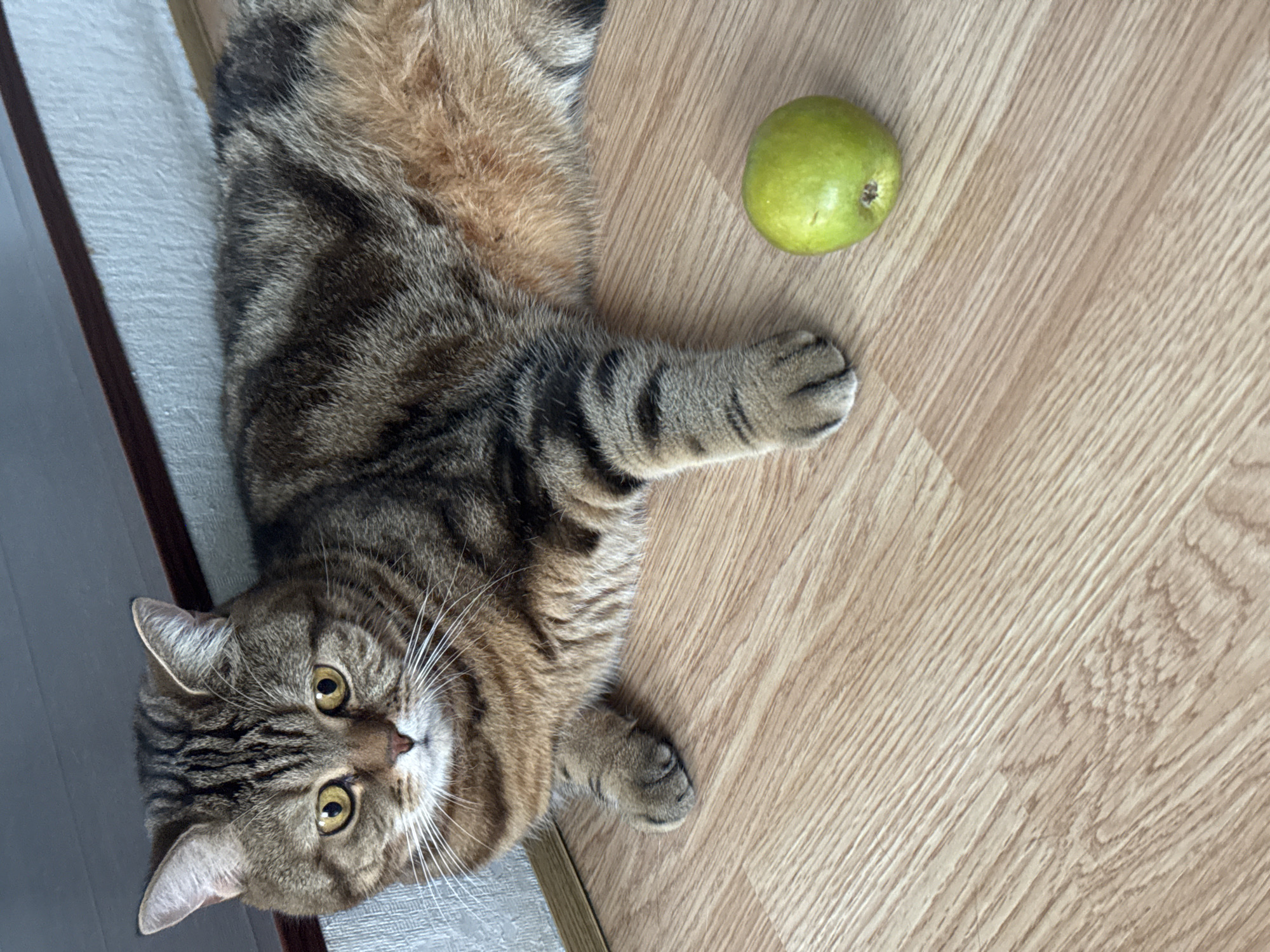 The image shows a tabby cat lying on a wooden floor. Next to the cat is a green apple. The cat is facing the camera with its head tilted. The scene appears to be indoors. There is no information in the image to determine the city or country where the image was taken.