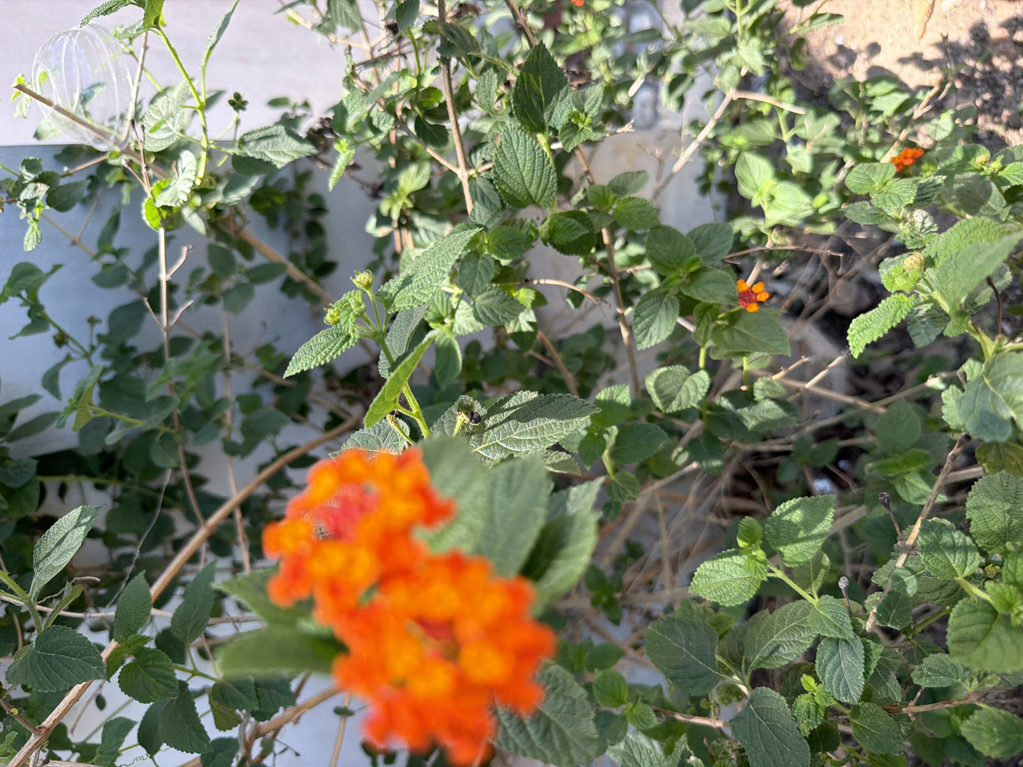 A close-up, outdoor, eye-level shot shows a vibrant green lantana bush with clusters of bright orange and red flowers in bloom. The bush has rough, textured leaves and thin, woody stems, some of which are bare and brown. The background is a slightly out-of-focus, light-colored wall, suggesting an urban or residential setting. There is a patch of dirt and small stones visible at the bottom right. The lighting is natural and bright, casting subtle shadows. The image appears to be taken in Baan Bo Phut, Thailand, given the context of the question.