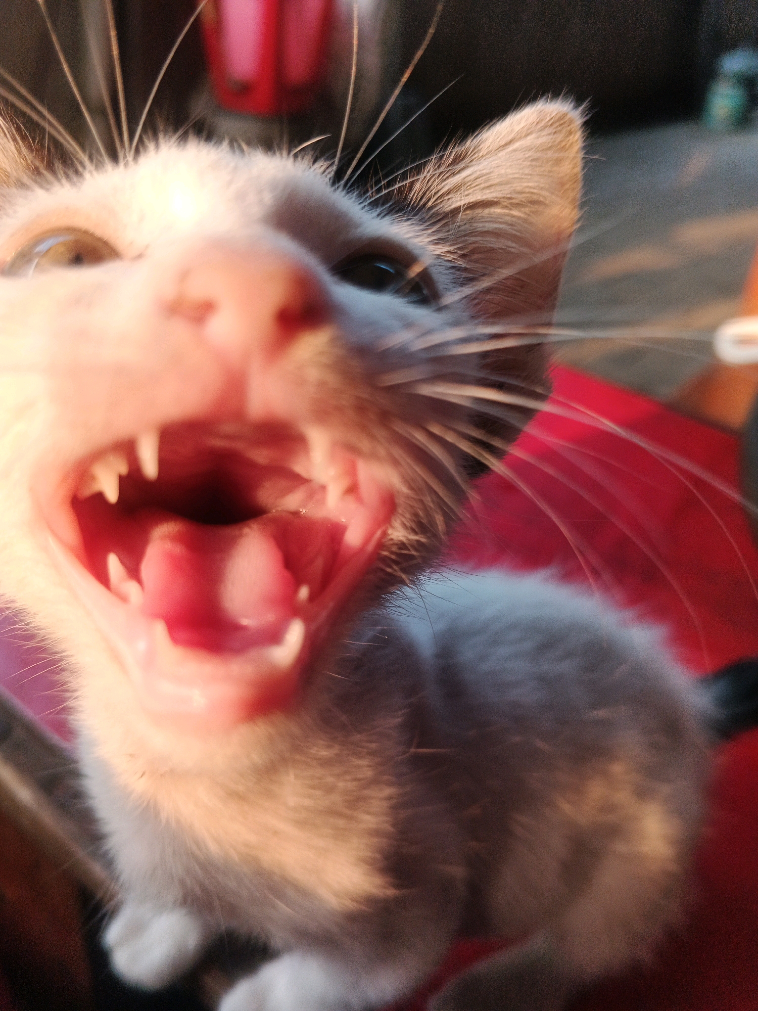 This is a close-up, low-angle, indoor photograph of a white kitten with its mouth wide open, revealing its pink tongue and sharp teeth. The kitten's eyes are light colored and slightly narrowed. Its whiskers are prominent and extend outwards. The background is blurred, showing hints of red and dark colors, suggesting an indoor setting possibly with furniture. No specific location in Kadu, Indonesia is identifiable from the image. The lighting appears to be natural, casting a warm glow on the kitten's face.