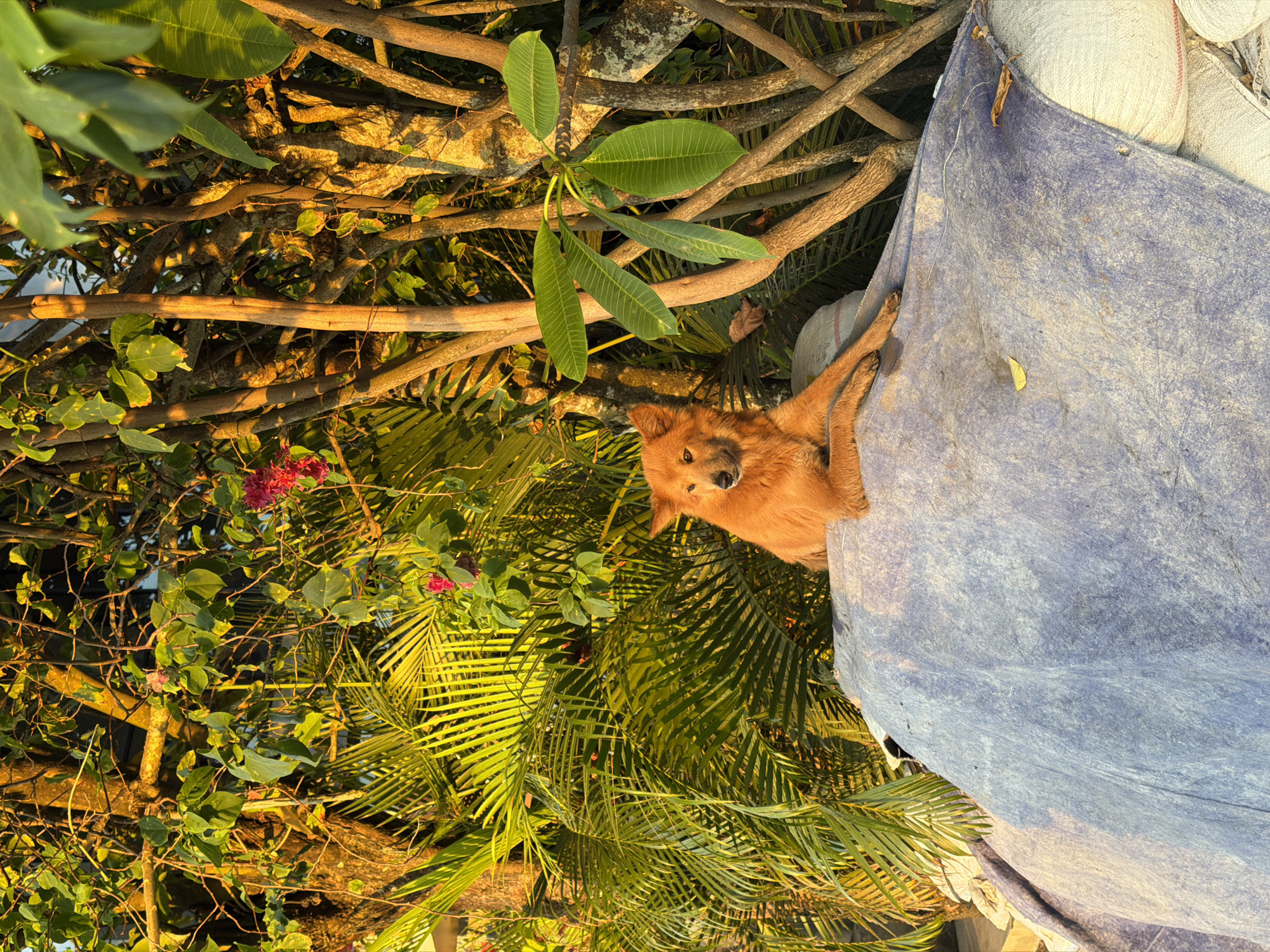 A medium-distance, eye-level shot in Mengwi, Indonesia, shows a dog perched on top of a blue and white tarp-covered pile of objects. The dog, which is tan and medium-sized, sits on the right side of the pile and faces the camera with its head slightly turned. The environment surrounding the dog consists of trees, vines, and palm leaves, which are illuminated by golden sunlight. The vegetation is dense, with shades of green, yellow, and brown. The background is somewhat blurred, focusing the viewer's attention on the dog and the tarp.
