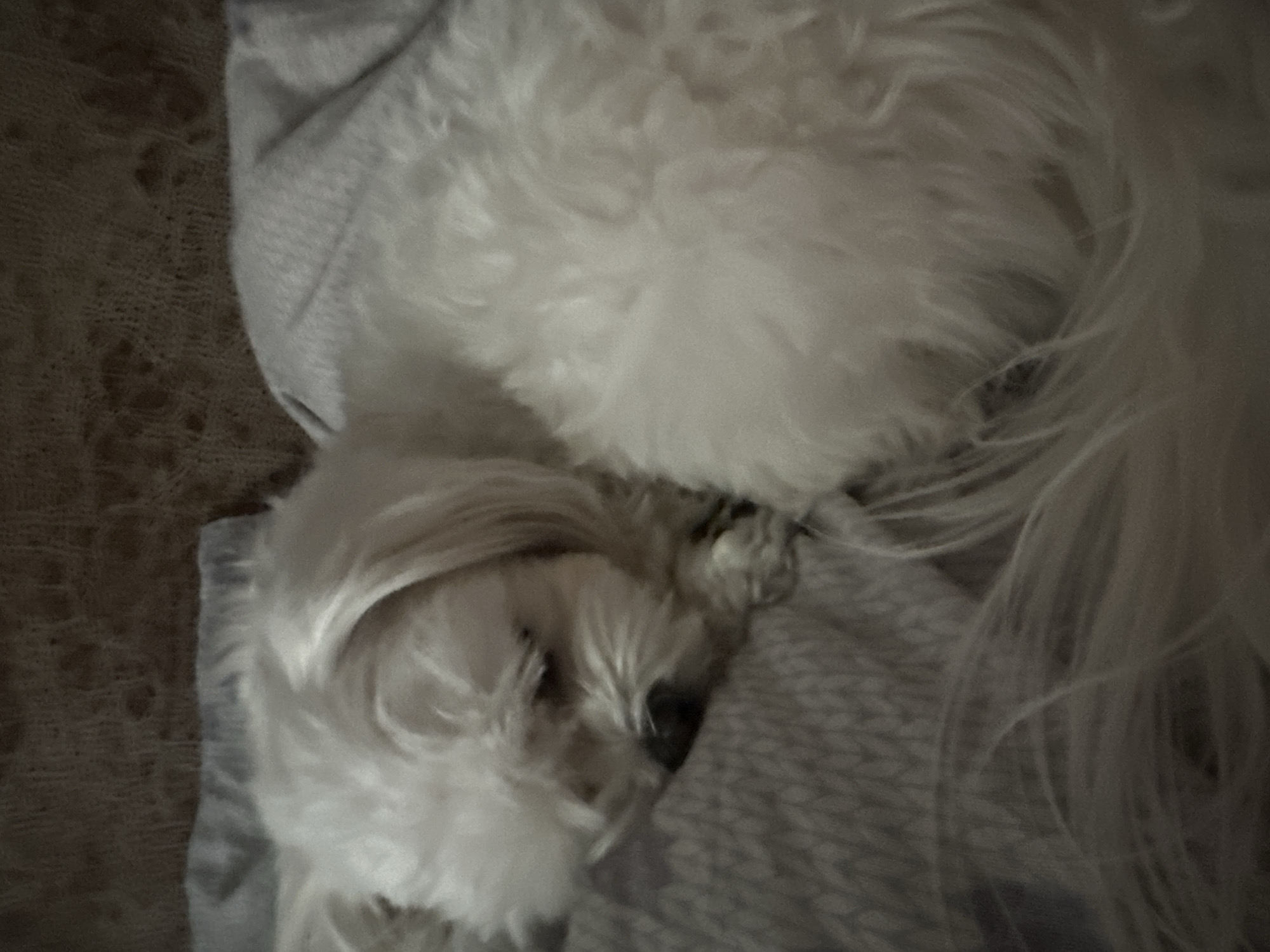 A small, white dog with fluffy fur is sleeping on a patterned blanket. The dog is curled up, with its head resting on its paws. The blanket has a geometric pattern in shades of grey and white. The background is blurred and appears to be a textured surface, possibly fabric. The scene is indoors, with soft lighting. It is not possible to determine the location in the city of Petropavlovsk-Kamchatsky, Russia, based on the provided image.