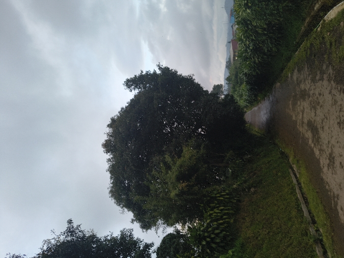 A tree stands prominently against a cloudy sky. A road, lined with grass and dense foliage, curves away. The road surface appears damp, reflecting the overcast sky. Distant buildings are vaguely visible between the trees.