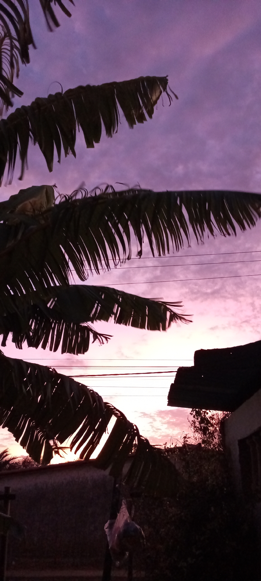 A low-angle, long shot presents a scene in an unknown location at dusk or dawn, characterized by a blend of pink and purple hues in the sky. The foreground is dominated by the silhouetted leaves of what appears to be a palm or banana tree, framing the scene. An overhead electrical wire is strung across the middle ground, slightly disrupting the view of the skyline. In the lower right corner, the corner of a building with a dark roof is visible, adding depth to the image. A plastic bag hangs below the leaves on the bottom left.