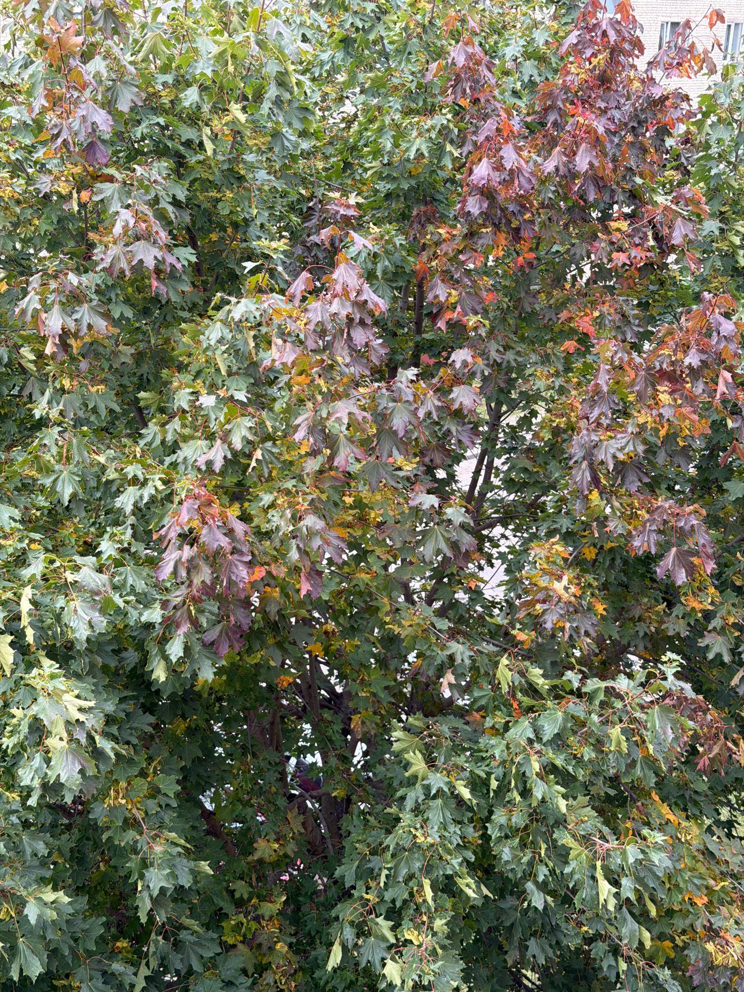 A close-up, eye-level shot captures a dense canopy of maple tree leaves, predominantly green with clusters of leaves exhibiting shades of red, purple, and yellow, indicating the onset of autumn. The leaves are lobed and pointed, characteristic of maple trees. The foliage is thick, obscuring much of the background, but hints of a building with white brickwork and windows are visible through the gaps in the leaves. The lighting suggests an overcast or diffused daylight. The image appears to be taken from a distance, looking up into the tree, possibly from another building or a lower vantage point. The scene is devoid of people or any discernible activity. The location is specified as Orsha, Belarus.