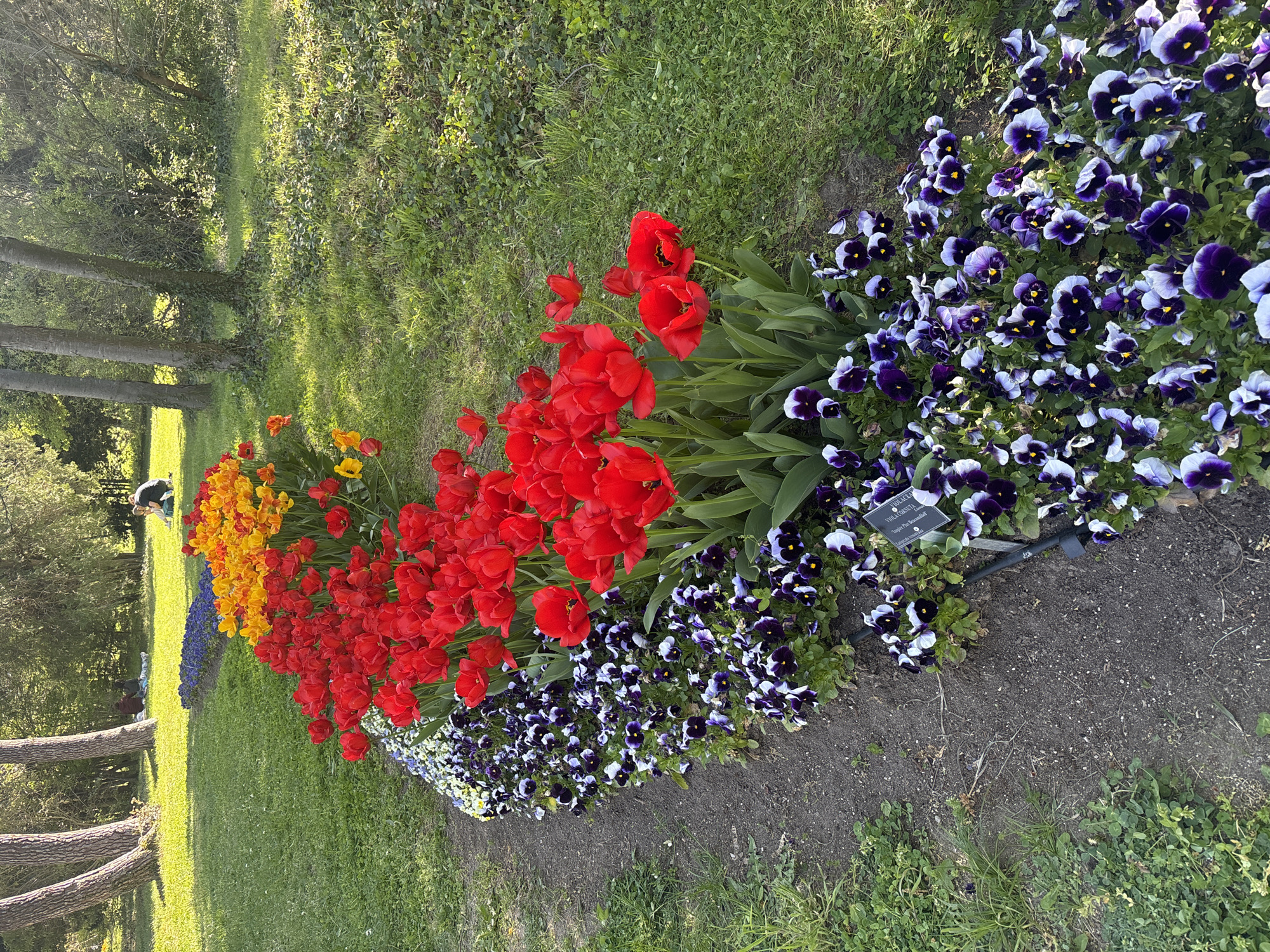 The image shows a flowerbed in a park in Varna, Bulgaria. The flowerbed contains rows of yellow, red, and purple and white pansies. There is grass on either side of the flowerbed. In the background are trees. There are two people near the trees, one kneeling and the other lying on the grass.