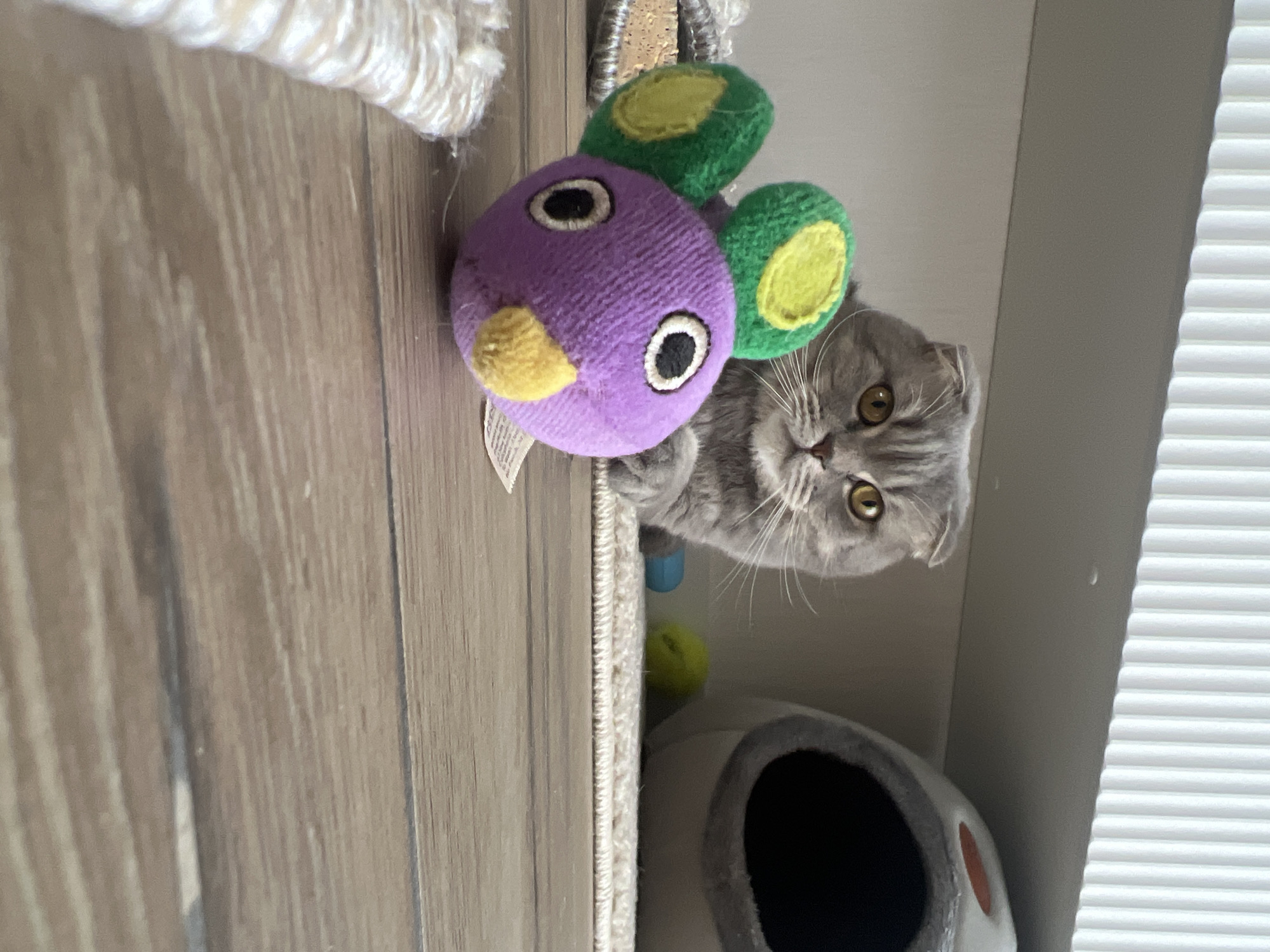 The image, rotated 90 degrees, captures a curious gray tabby Scottish Fold cat peeking from behind a plush toy and a cat scratching post in an indoor setting.
The main subject is a domestic cat, seen on the right side of the frame, with its head and upper body emerging. It features a gray and dark gray striped tabby coat, distinctive folded ears, and large, inquisitive golden-yellow eyes that gaze directly at the viewer. Its whiskers are prominent, adding to its alert expression.
In the foreground, a purple plush toy with green, circular ear-like elements and a yellow accent (resembling a beak or nose) is prominently displayed. The toy has embroidered black and white eyes and appears to be suspended or resting near the cat.
The background reveals elements of a typical domestic environment. A light brown wooden surface, likely flooring or furniture, is visible on the left and top. A thick, white braided rope or yarn is in the top left corner, suggesting a cat tree or scratching post. Part of a carpeted cat scratching post runs vertically, separating the wooden surface from the cat. Below the cat, a small green ball and a grey cat bed or hideaway with an orange detail are partially visible. On the far right, white horizontal window blinds indicate an indoor space with natural light, suggesting it is daytime.
The scene conveys a playful and watchful moment of the cat within its home environment in Votkinsk, Russia. There is no visible text in the image.