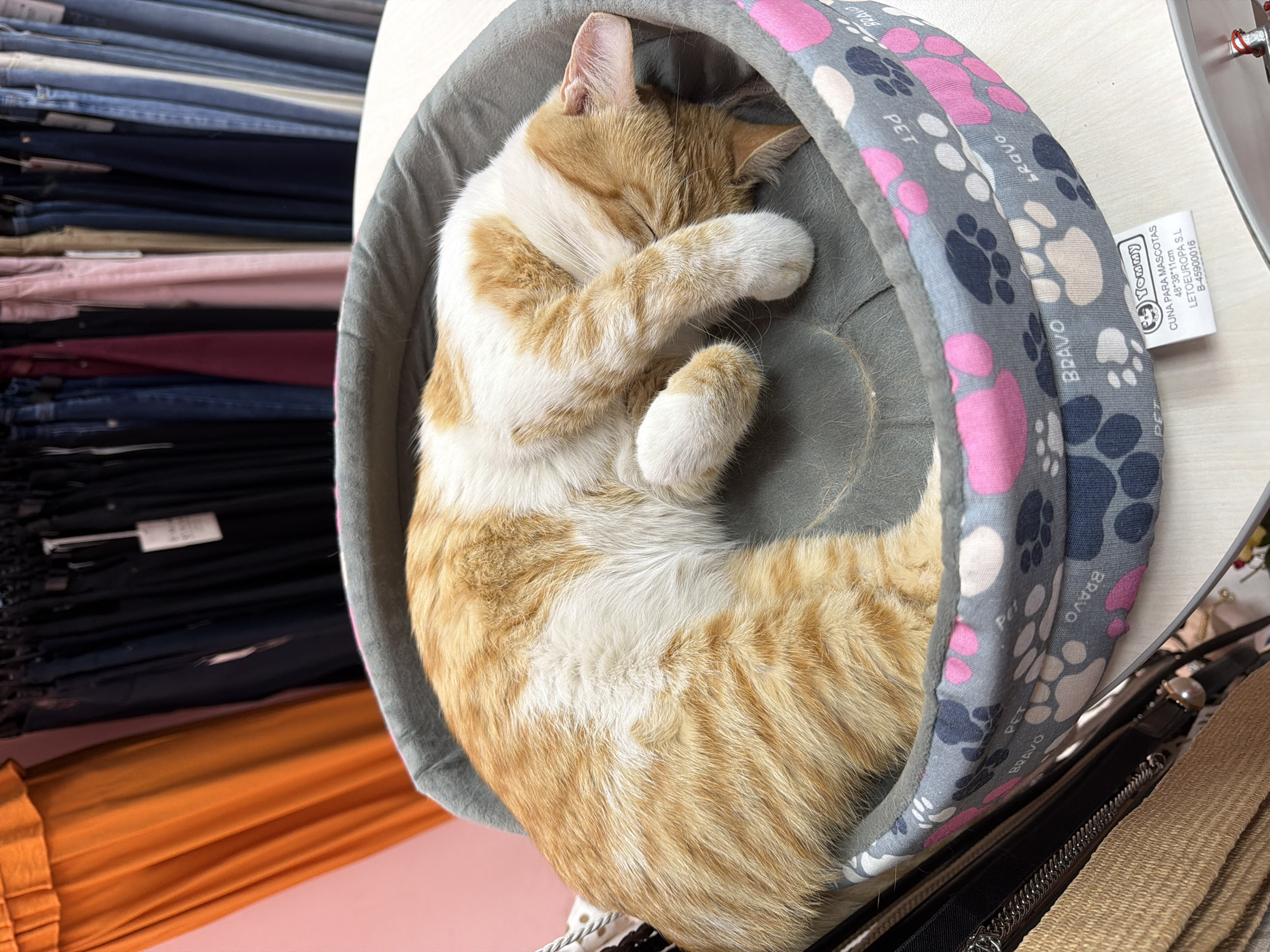 An indoor eye-level shot shows a ginger and white cat peacefully asleep, curled up in a grey pet bed. The cat's face is obscured by its front paws, conveying deep slumber. Its fur is a mix of orange tabby stripes and white patches. The pet bed features a grey exterior with a pattern of pink, white, and dark grey paw prints. Visible text on the bed's fabric includes "PET" and "BRAVO" repeated multiple times, along with variations like "BROVO" and "BRAVD". A white tag attached to the bed reads "Yommy", "CUNA PARA MASCOTAS" (Spanish for pet bed), "48*38*11cm" (dimensions), "LETOEUROPA S.L", and "B-45900016".
In the background, to the left and extending around the cat bed, are neatly stacked piles of folded clothing items in various colors, including denim blue, dark blue, pink, maroon, black, and orange. These stacks suggest a retail clothing store or a similar commercial setting. A partially visible tag on one of the clothing items shows "13d". The overall impression is one of tranquility, with the cat comfortably nestled amidst merchandise in what appears to be a store or storage area in Pazardzhik, Bulgaria. The lighting is soft and even, indicating an indoor environment without direct harsh sunlight.