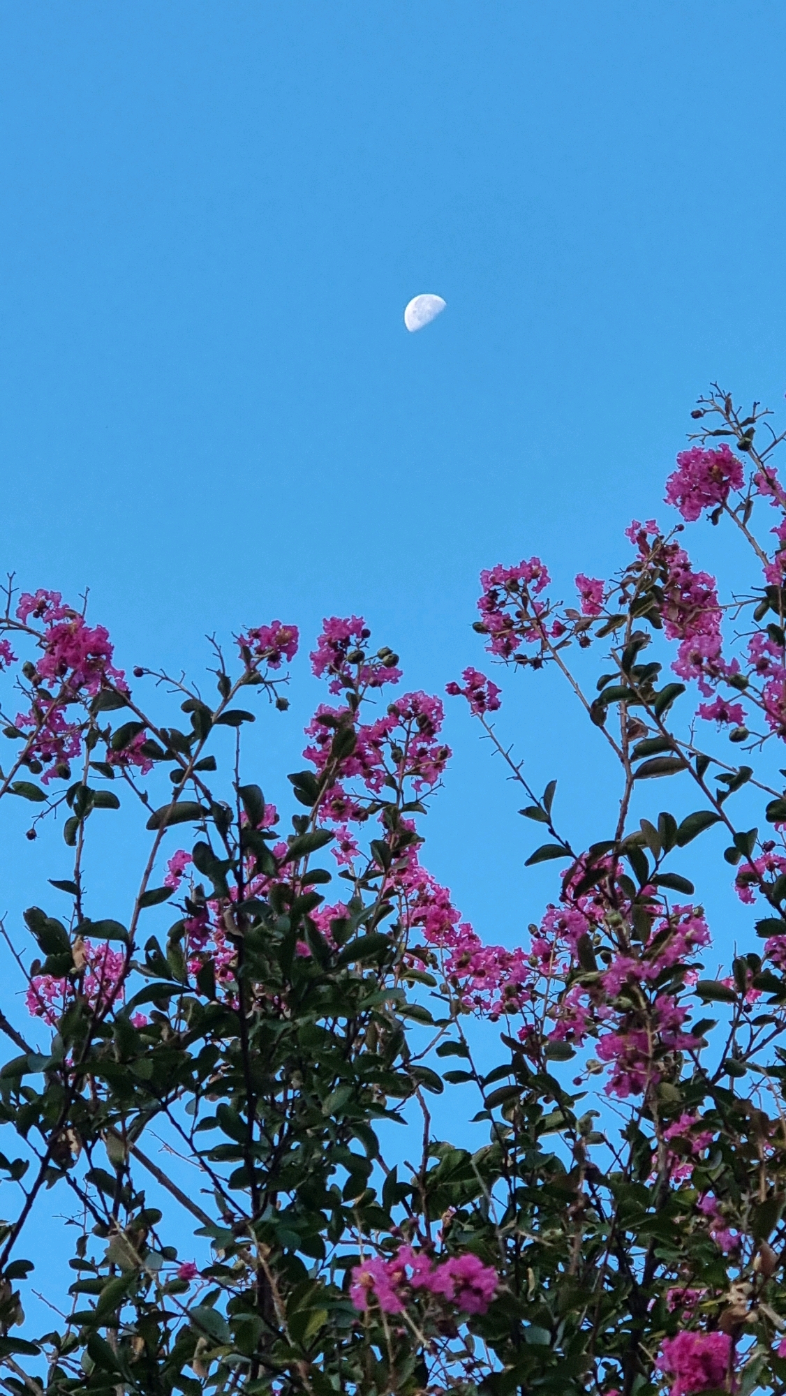 A bright blue sky serves as the backdrop for a cluster of vibrant pink crepe myrtle flowers. The flowers are in full bloom, with delicate petals clustered together on thin stems. Lush green leaves are interspersed among the blossoms, creating a rich contrast of color. In the upper portion of the image, a crescent moon is visible, its pale white surface a stark contrast to the deep blue of the sky. The scene appears to be a serene outdoor setting, likely in a park or garden. The image captures a moment of natural beauty, with the moon hanging in the sky above the blooming flowers. There are no people or man-made structures visible in the image, suggesting it is a purely natural landscape.