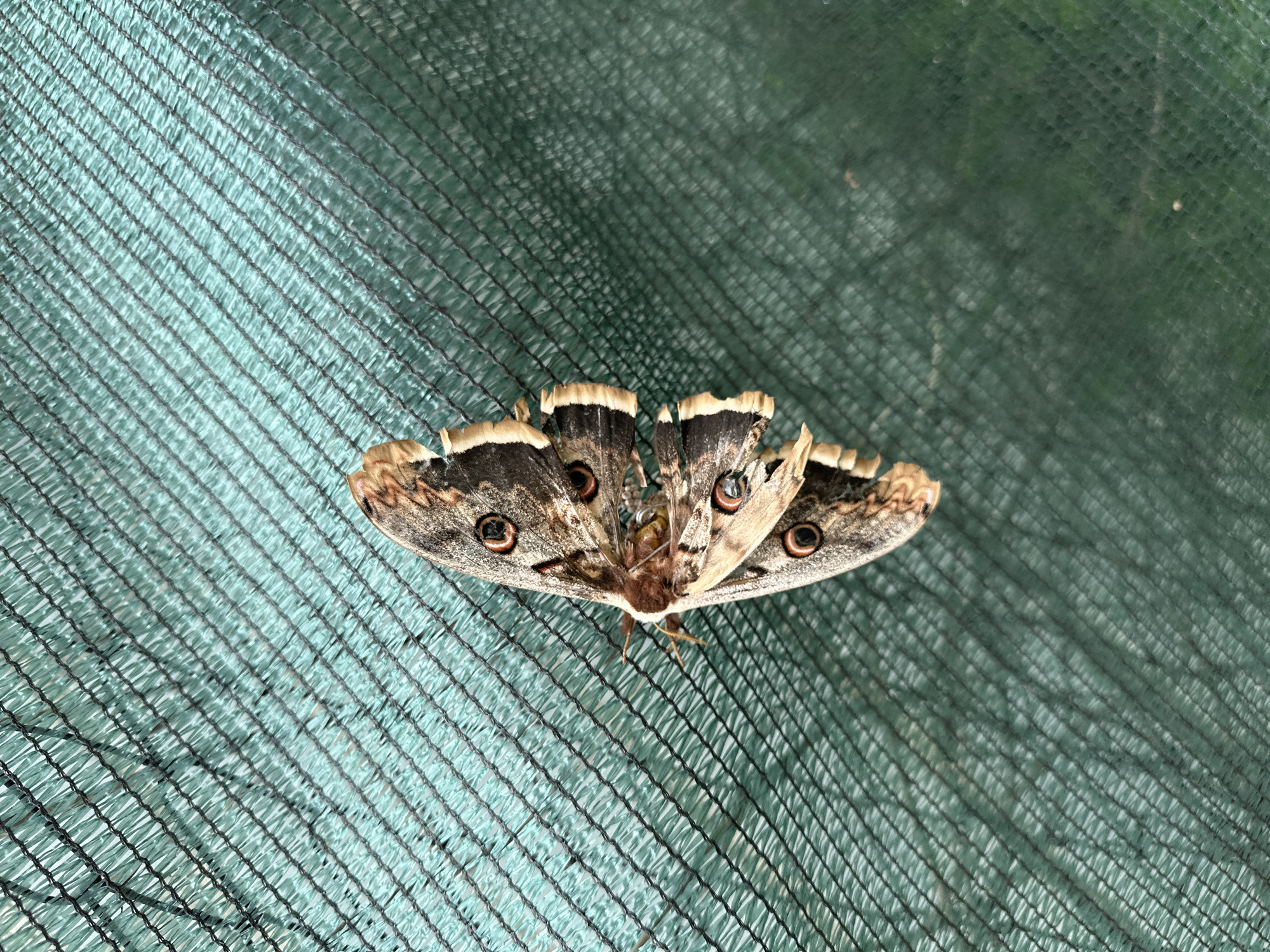 A large moth is resting on a green, netted fabric. The moth has tan and brown patterned wings with distinct eye-like markings. The background suggests an outdoor setting. The image provides no information to establish its location in Drakata, Bulgaria.