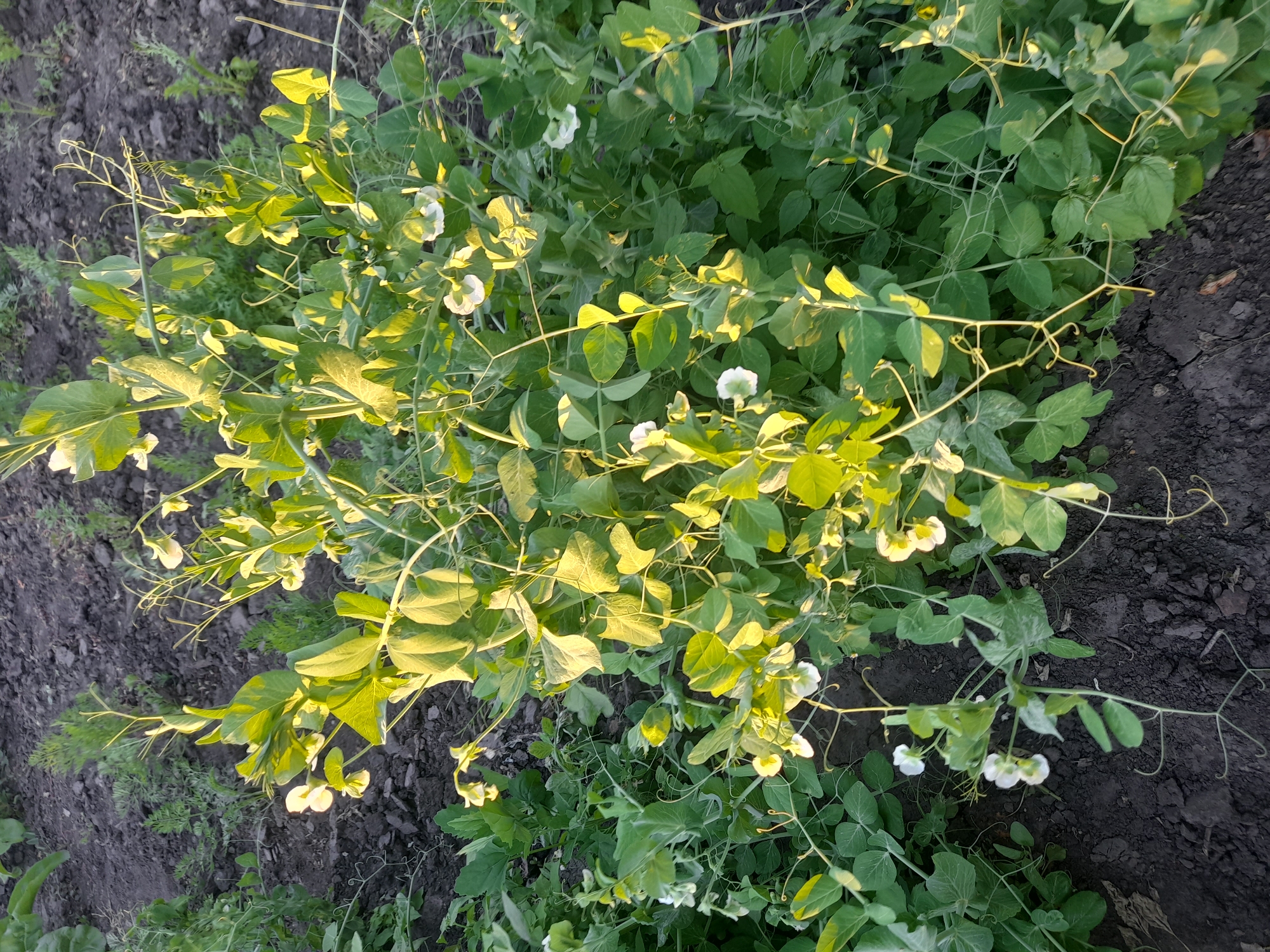 The image shows a close-up view of a pea plant with white flowers and green leaves, growing in dark soil. The plant is illuminated by natural sunlight, casting shadows and highlighting the texture of the leaves and stems. The scene is likely outdoors, with the dark soil and green foliage suggesting a garden or field setting. The time of day appears to be late afternoon or early morning, given the direction and angle of the sunlight. There are no people or visible text in the image. The overall impression is one of natural growth and the beauty of simple flora.