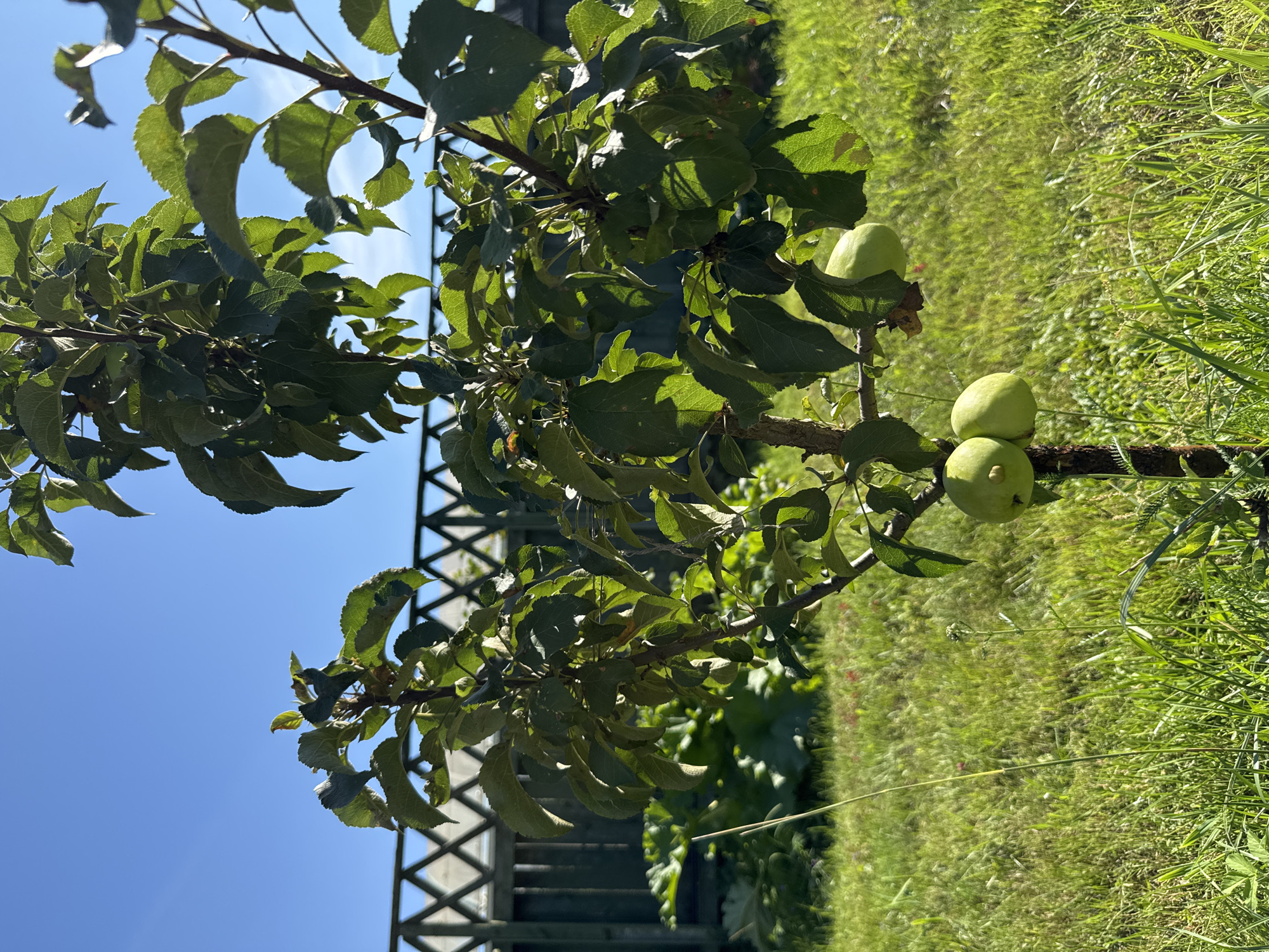 A young apple tree with green leaves and three green apples is centered in the frame, growing in a grassy yard. A wooden fence with diamond-shaped openings runs along the background, with a large green plant to the left of the tree. The sky is clear and blue, and the lighting suggests it is daytime. The location is Unknown, Unknown.