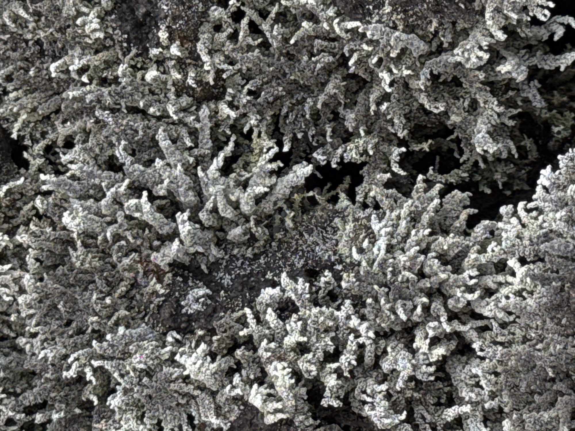 The image shows a close-up, detailed view of a textured surface covered in pale grey, branching formations. These formations appear to be lichen or moss growing on a darker, rough background, possibly rock or bark. The lighting creates shadows, highlighting the three-dimensional structure of the growths. There are no people, animals, or man-made objects visible in the frame. The scene is likely outdoors, given the natural subject matter. The image does not provide any specific information about Kintamani, Indonesia.