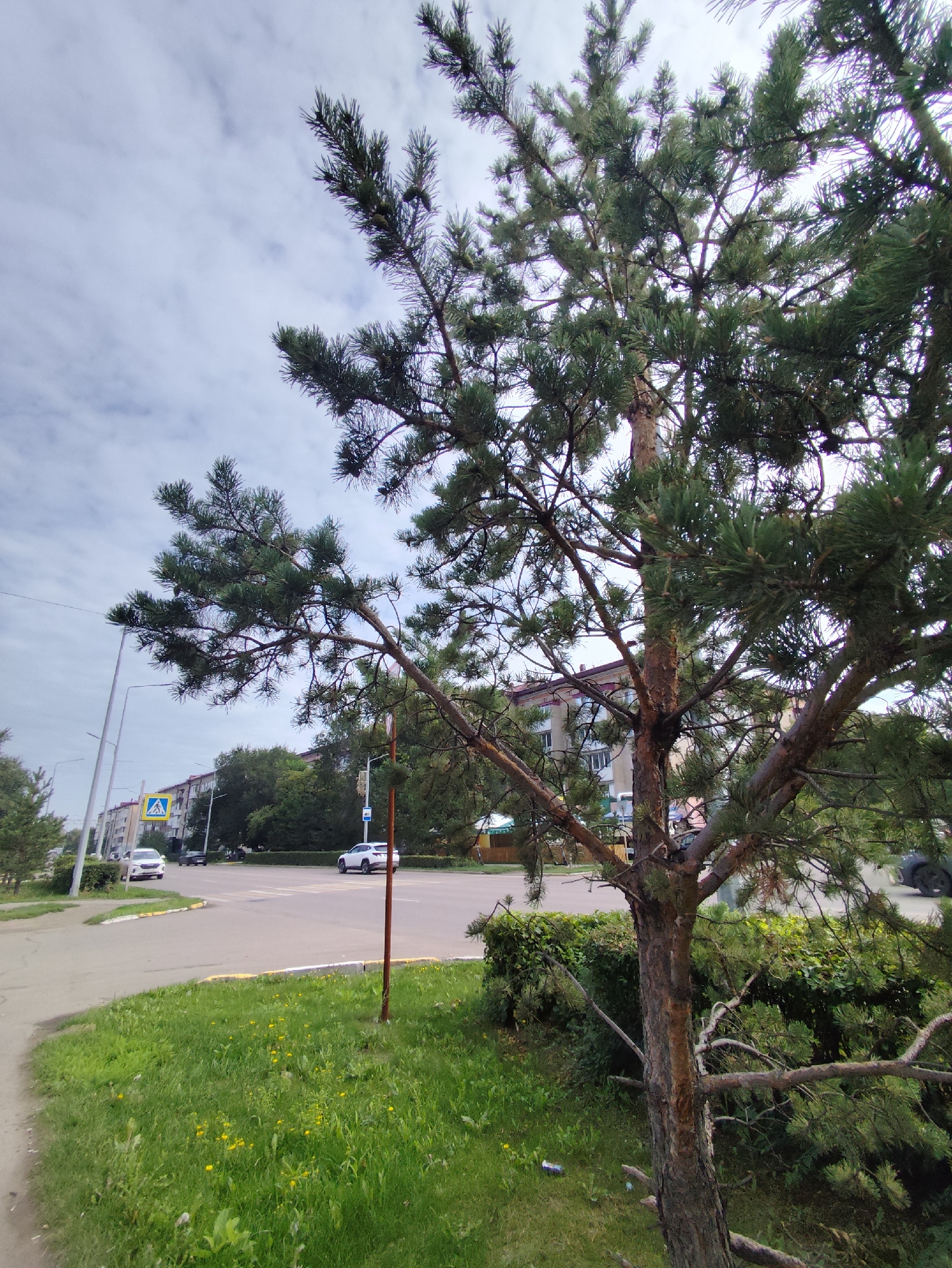 The image depicts a street scene in Petropavl, Kazakhstan, with a prominent pine tree in the foreground. The tree, with its textured bark and green needles, branches out across the frame, obscuring parts of the background. Behind the tree, a paved road curves through a residential area. Several cars are visible on the road, including a white sedan and a dark sedan. A pedestrian crossing is marked on the asphalt.
On the left side of the road, a yellow triangular traffic sign with a blue symbol of a child walking is displayed on a metal pole. Further down the road, apartment buildings with multiple windows and balconies line the street. Green trees and hedges form a natural boundary between the road and the buildings. The sky above is partly cloudy. The ground in the foreground is covered in green grass with scattered yellow wildflowers. Litter, including a plastic bottle and wrapper, is visible on the grass. The overall impression is a typical urban landscape in Petropavl.