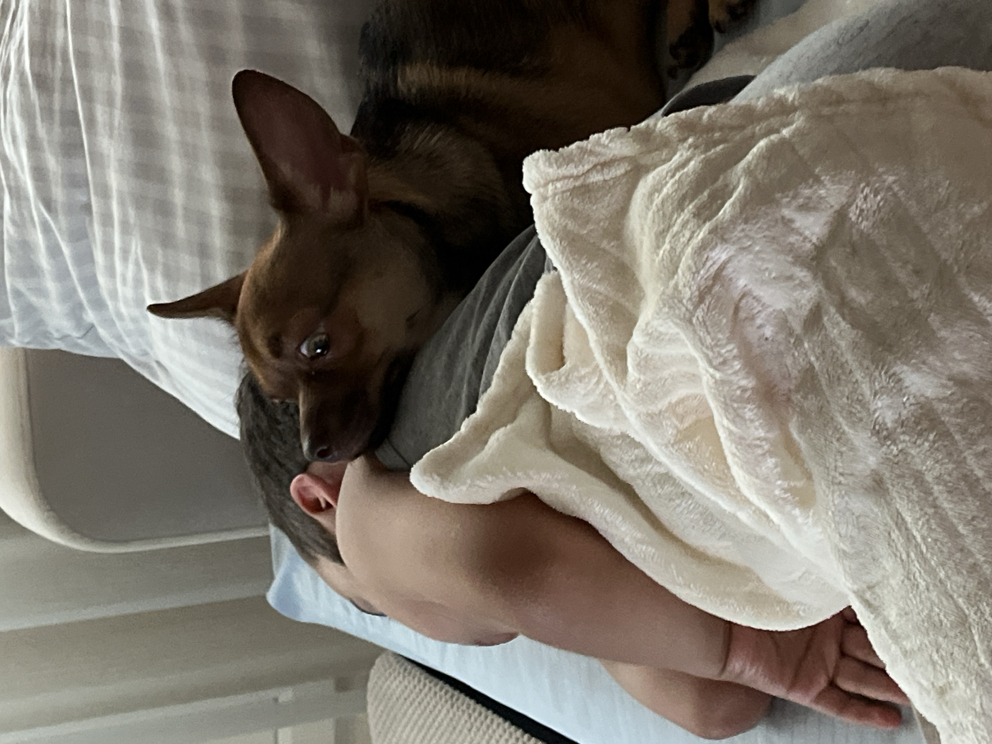 A person is lying on their side on a bed with a light blue sheet and a light-colored blanket. A small brown dog with large ears is lying on top of the person, with its head resting near the person's head. The dog's eyes are wide open and looking towards the camera. The scene appears to be indoors, likely in a residential setting. There is no discernible information in the image that would place this scene in Astrakhan, Russia.