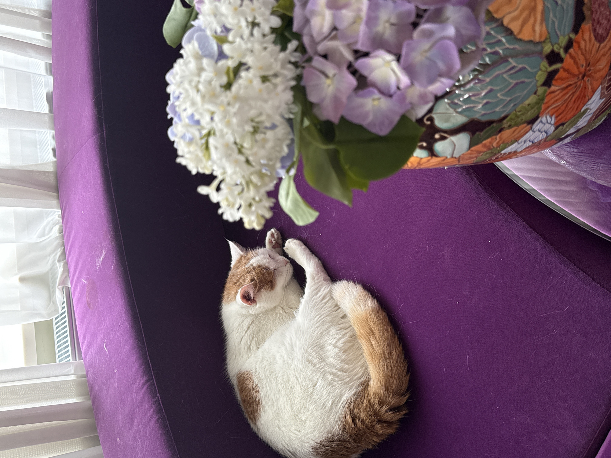 An orange and white cat is curled up sleeping on a purple sofa. The sofa is located near a window with sheer white curtains. In the foreground, a vase of white and purple flowers is visible. The scene appears to be indoors.