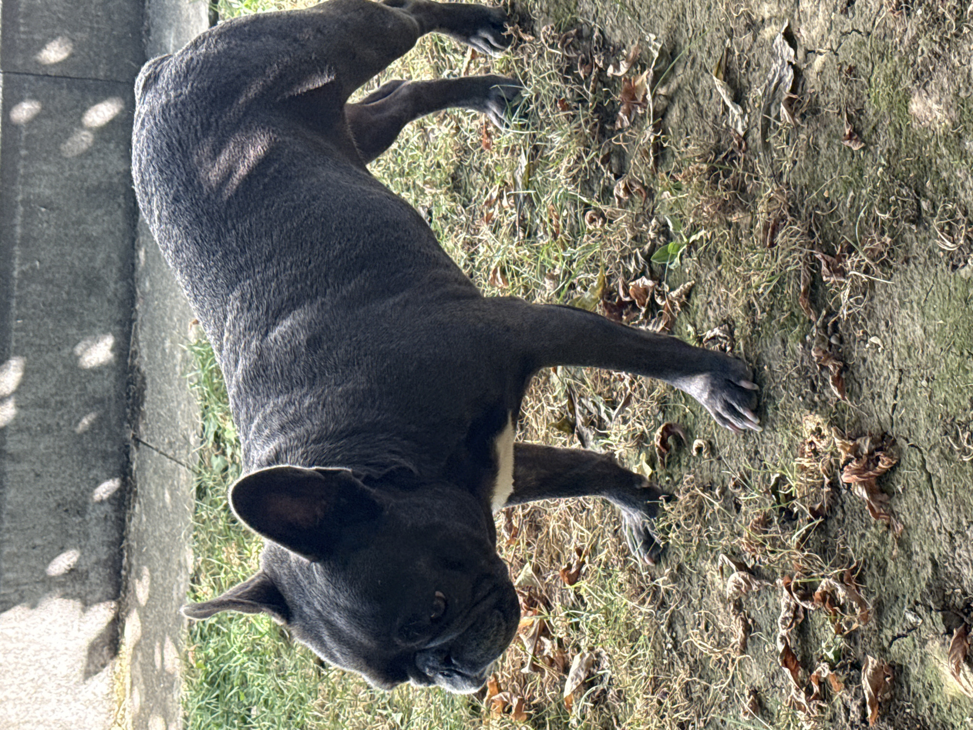 A dark gray French bulldog stands on dry grass and cracked earth, partially shaded by a concrete structure in the background. The dog is facing left, with its head lowered and ears perked. Dry, brown leaves are scattered on the ground. The image is taken outdoors in the city of Bad Sachsa, Germany.