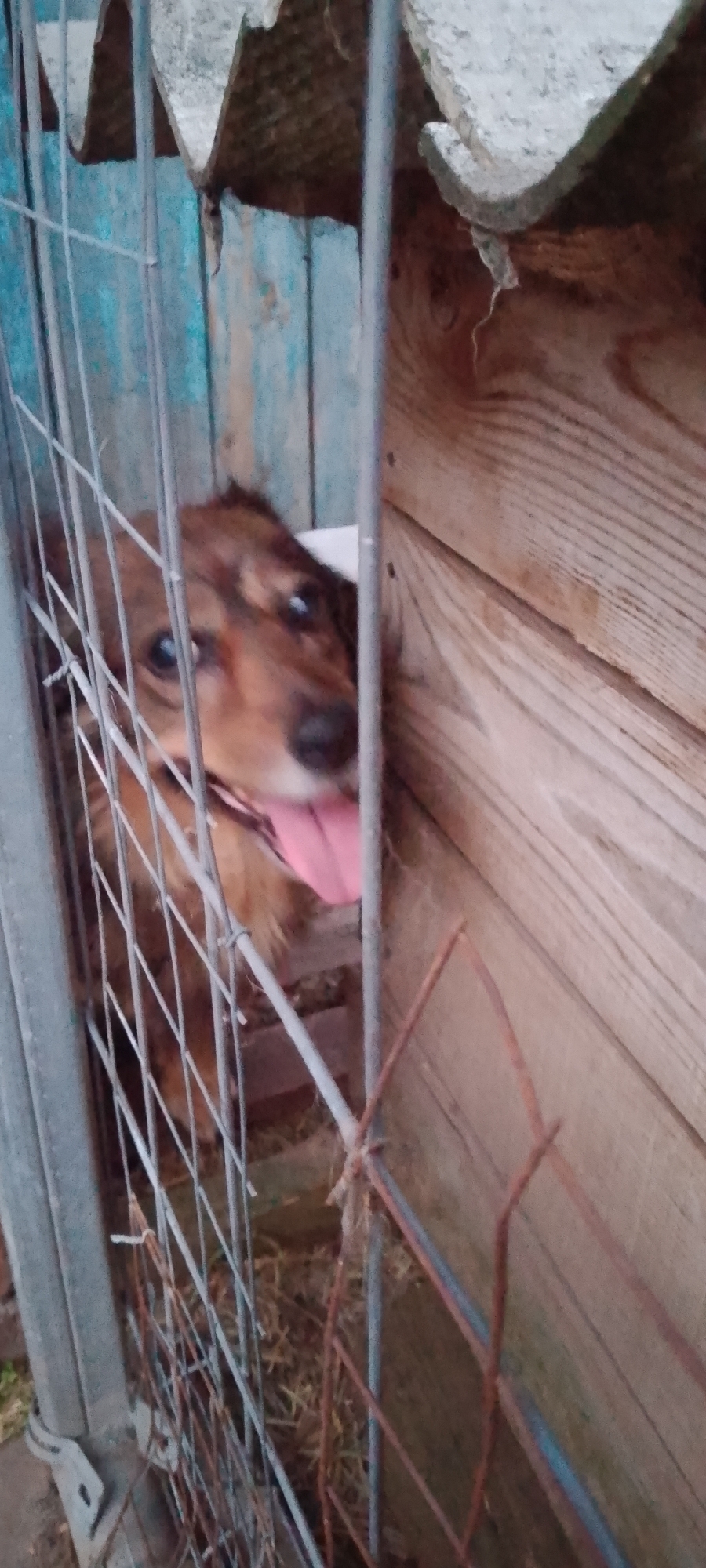 In Belgorod, Russia, a medium-sized dog with brown fur is visible through a wire fence. The dog is looking towards the camera with its tongue hanging out, appearing to be panting. The fence is made of metal bars and wire mesh. Behind the fence, a wooden wall with visible grain and some blue painted planks are present. Above, a section of a corrugated roof is visible. The ground within the enclosure appears to be covered in straw or dry grass. The lighting suggests an outdoor, possibly rural or semi-rural, setting during the daytime.