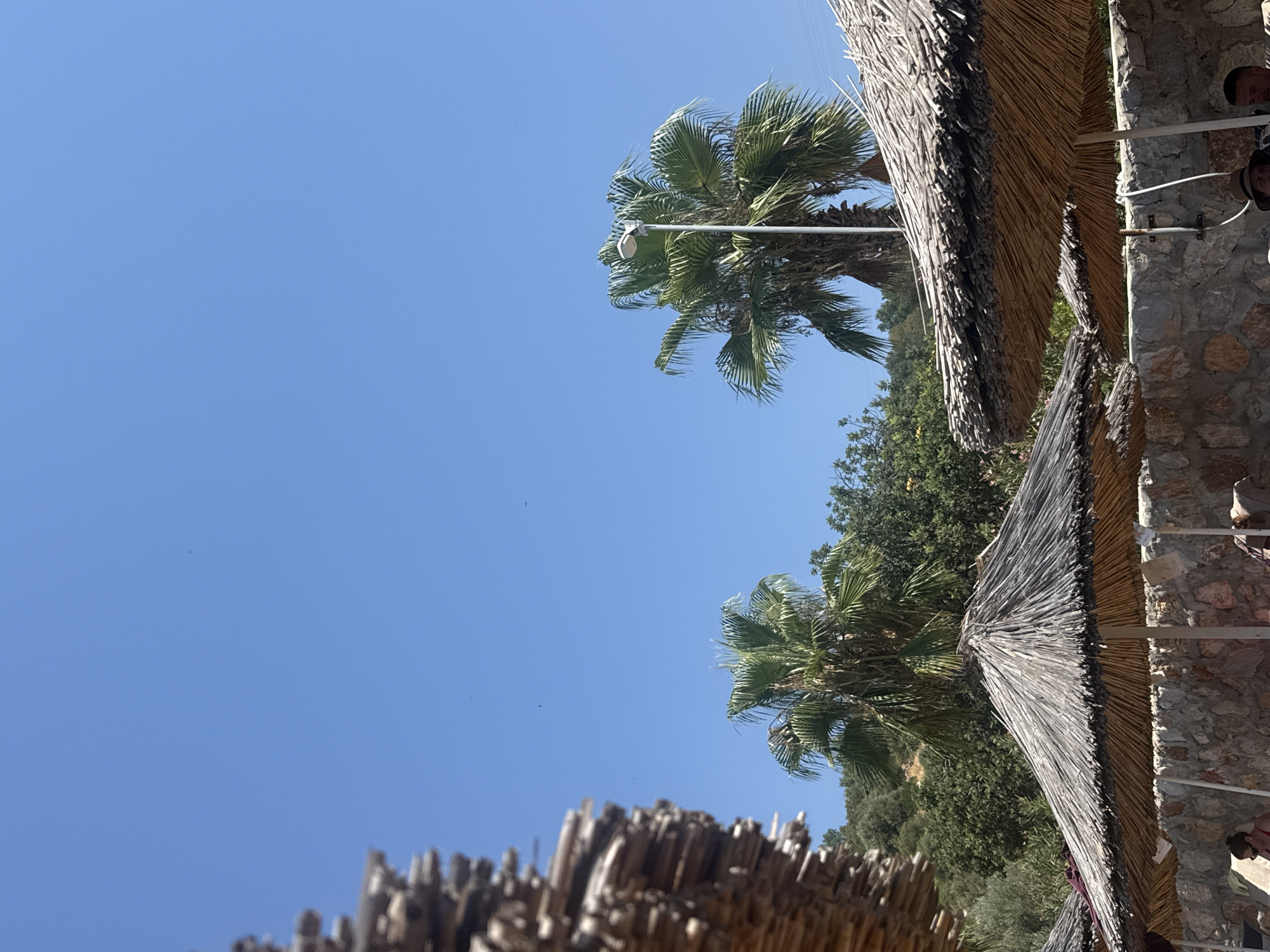 The image depicts a sunny day at a beachside resort in Bodrum, Turkey. In the foreground, several thatched umbrellas provide shade over a stone wall. Palm trees are visible in the background, some with a street lamp in front of one. The sky is clear and blue. There are a few people visible in the lower part of the image, seated under the umbrellas, indicating a relaxed, vacation atmosphere. The environment suggests a typical Mediterranean coastal setting, characteristic of Bodrum.