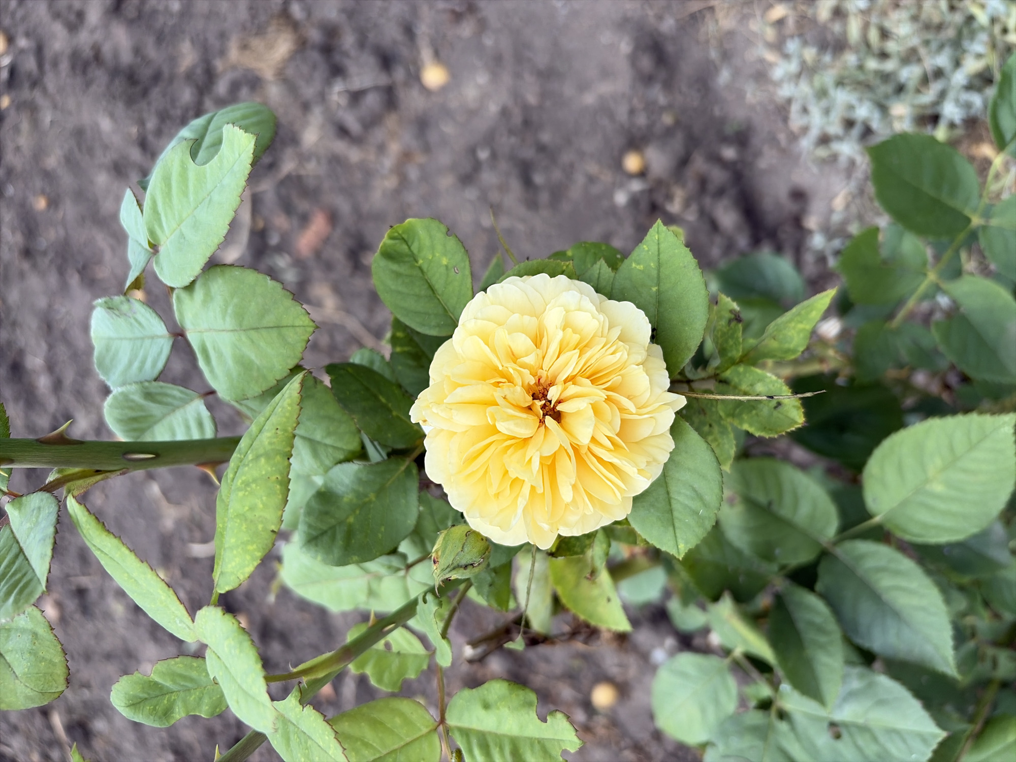 A close-up shot focuses on a vibrant yellow rose in full bloom, its petals intricately layered. The rose is situated on a bush with lush green leaves, some of which show minor signs of wear such as small holes and yellowing. A green rosebud is visible near the bloom, suggesting the potential for more flowers. The background consists of blurred brown soil, possibly indicating a garden bed or unpaved ground. Scattered throughout the soil are small, pale yellow, round objects, perhaps fallen petals or seeds. In the lower right portion of the image, a patch of grayish-green, low-lying vegetation is out of focus. The image captures a natural, outdoor scene.