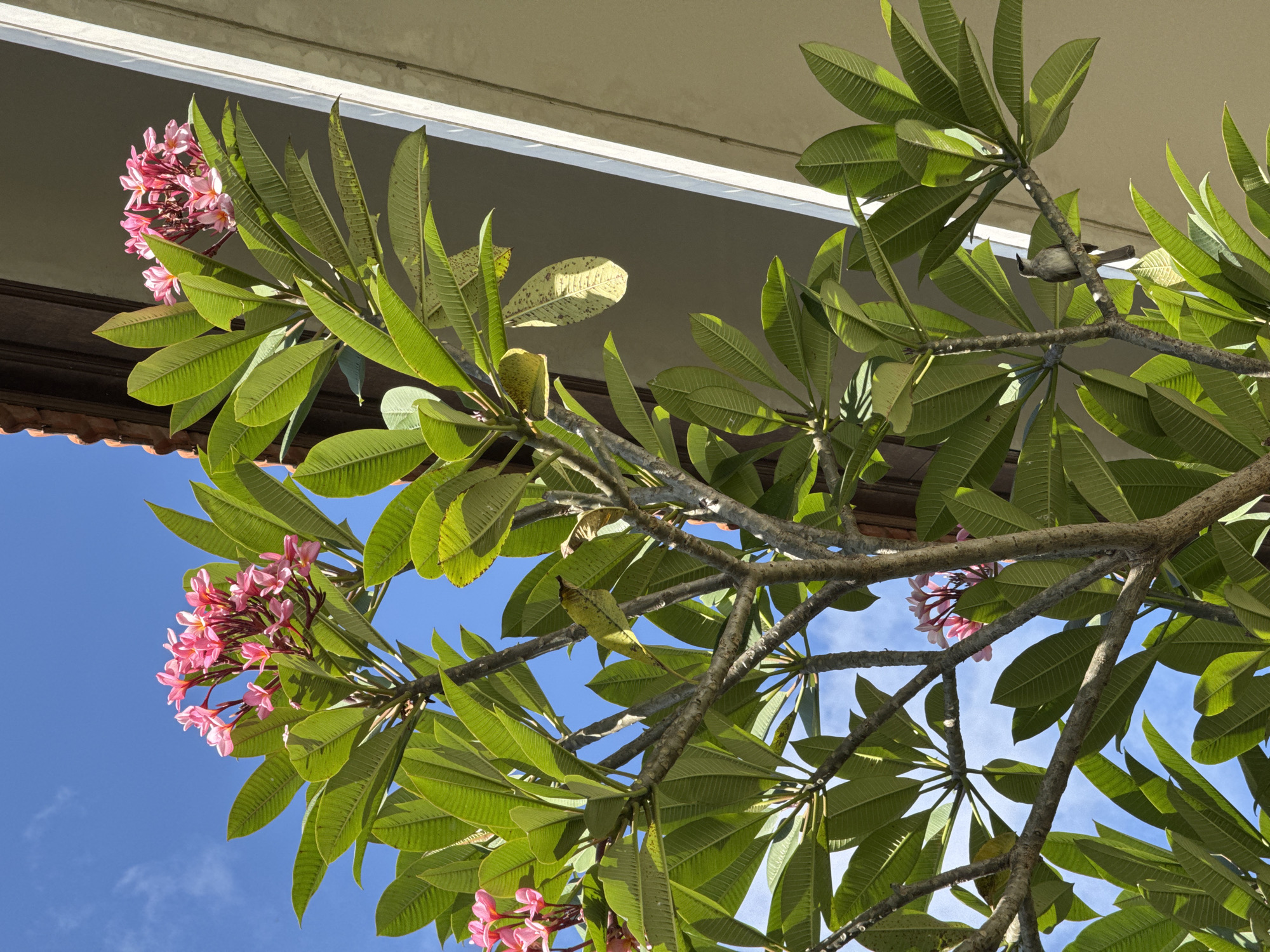 In Denpasar, Indonesia, a plumeria tree with vibrant pink flowers and lush green leaves grows near a building. The tree's branches are bare in some areas, revealing its woody structure. Two birds are perched on the branches, one brown and yellow, and the other appearing dark with a lighter underside. The background shows a clear blue sky with sparse white clouds, and a portion of a building with a tiled roof and a cream-colored wall. The image captures a moment of natural beauty against an urban backdrop, highlighting the tropical flora and fauna of Denpasar.