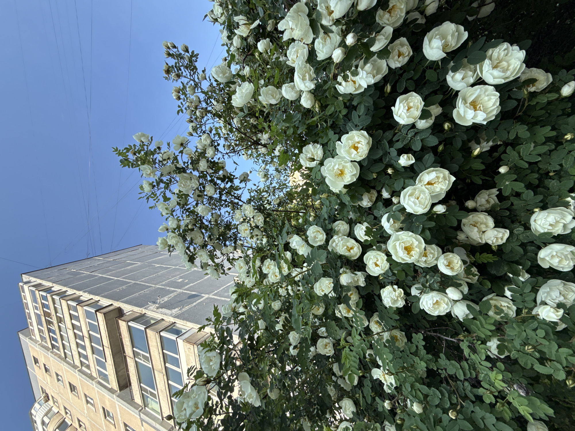 The photograph shows a blooming bush of white roses in front of a multi-story concrete apartment building under a clear blue sky. The building, characteristic of Soviet-era architecture, has a beige facade with numerous windows and balconies. The roses are dense and full, with many open blooms and some buds. The overall impression is a contrast between the natural beauty of the flowers and the urban, utilitarian environment of the building. The perspective is low-angle, looking up towards the building and the sky, with the roses filling the foreground and midground. There are no people or animals visible in the image. The scene appears to be an ordinary urban streetscape in Saint Petersburg, Russia.