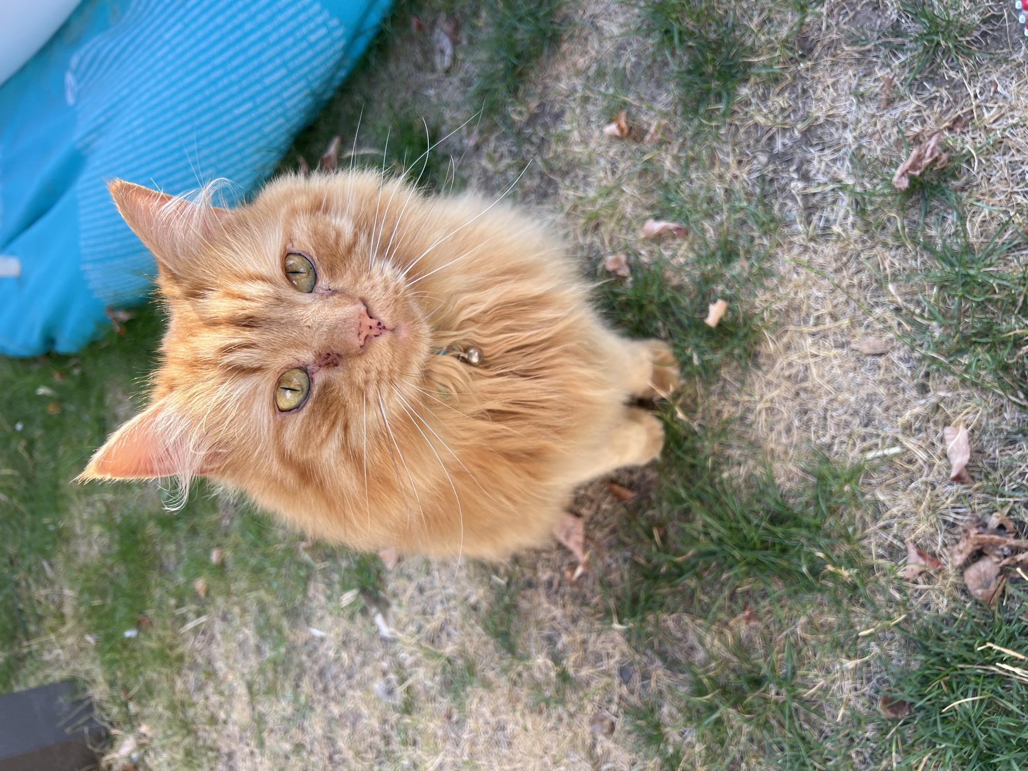 A medium shot of a fluffy orange cat sitting on grass. The cat is facing the camera with its head tilted slightly. It has yellow-green eyes and a pink nose. A silver bell is visible on its collar. The background is out of focus, showing green and dry grass, some fallen leaves, and a large blue object. The image appears to be taken outdoors, possibly in a garden, though no specific location in Guildford, United Kingdom can be identified from the visual information provided.