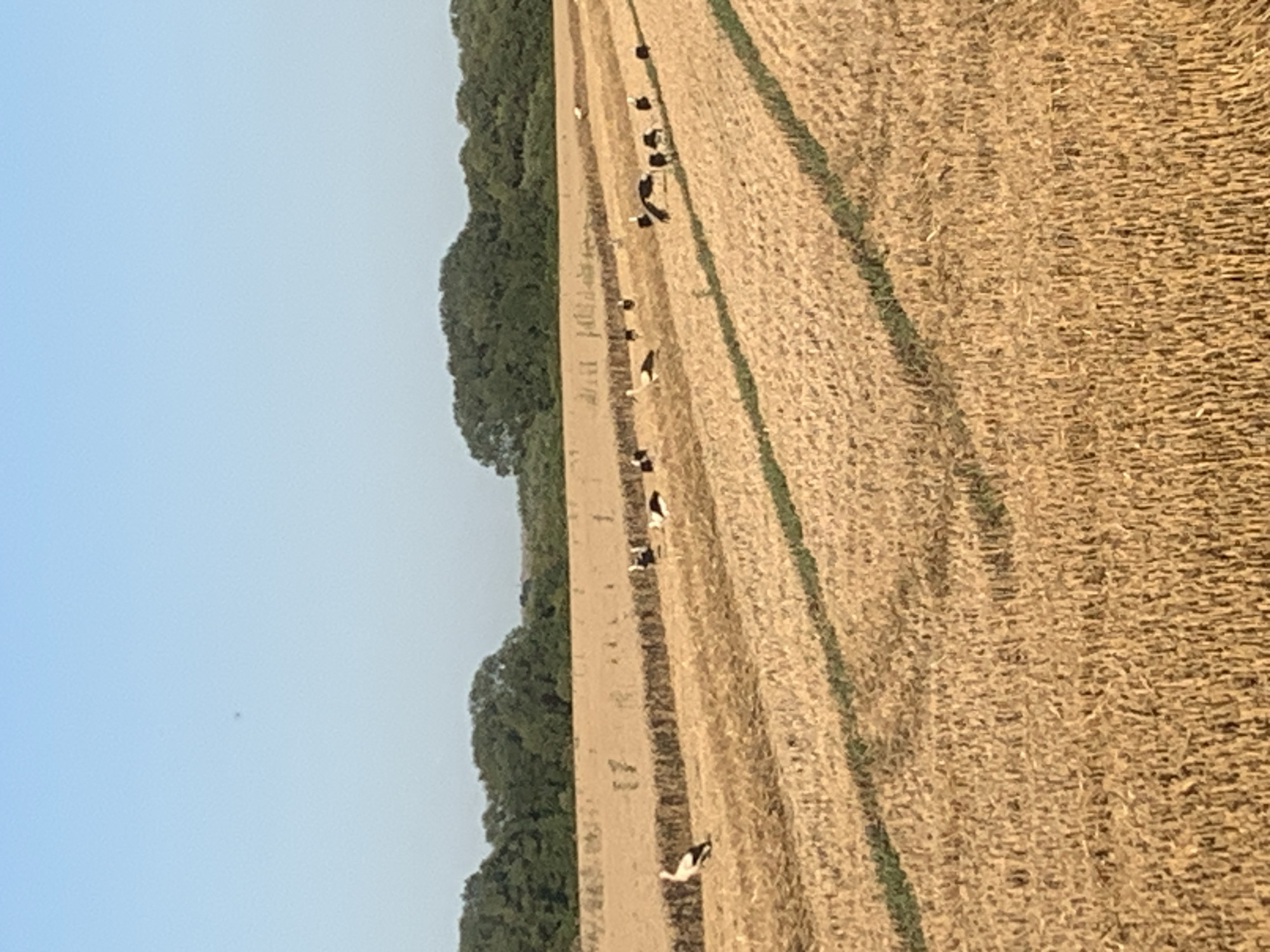 The image depicts a rural scene in Korolivka, Ukraine. A harvested field, with a texture of dry, light-brown stubble, stretches diagonally across the frame, bordered by a line of lush green trees on the left. A dirt path runs parallel to the tree line, separating the field from the trees. A group of black and white cows are scattered along this path, with some appearing to graze or rest. The sky is a clear, pale blue, suggesting fair weather. The lighting indicates it is likely late afternoon or early morning, with a soft, warm glow illuminating the landscape. There is no visible text in the image. The overall impression is one of peaceful, agricultural activity in a natural setting.