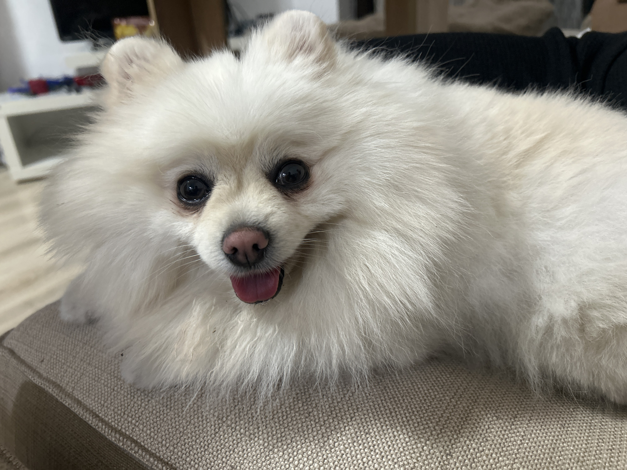 A close-up, eye-level shot shows a white Pomeranian dog lying on a beige, textured surface, likely a sofa or cushion. The dog's head is positioned slightly to the left of the frame, with its mouth open and tongue partially visible, suggesting it might be panting or cooling down. Its dark eyes are wide and alert, and its pink nose is clearly defined. The dog's fur is thick and fluffy, with subtle variations in shade from pure white to a light cream. The background is blurred, hinting at an indoor environment with some furniture and possibly a window. The overall impression is one of domestic tranquility. There are no elements in the image that suggest a specific location within Varna, Bulgaria, or any other city.