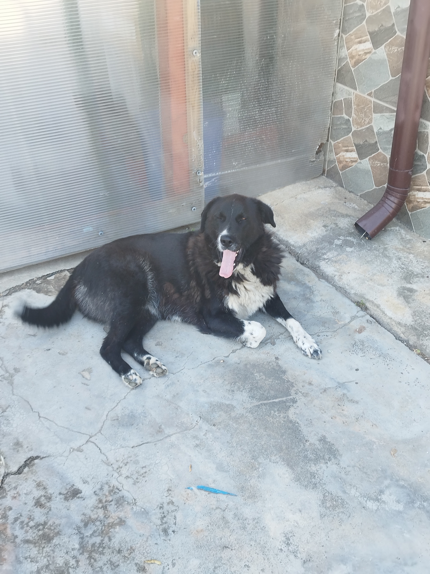 A medium-sized black and white dog with its tongue hanging out is lying on a cracked concrete surface. The dog is positioned in the lower half of the frame, facing towards the left with its head turned towards the viewer. Its fur is black on its back, head, and tail, with white markings on its chest, paws, and muzzle. The dog's eyes are closed.
In the background, there is a wall constructed with translucent, ribbed panels on the left and a mosaic of natural stone tiles on the right. A brown downspout extends vertically along the stone tile wall. The setting appears to be outdoors, possibly a courtyard or a patio area. The concrete surface shows signs of wear and tear with numerous cracks and some lighter-colored stains. The overall lighting suggests it is daytime. No people or other animals are visible in the image.