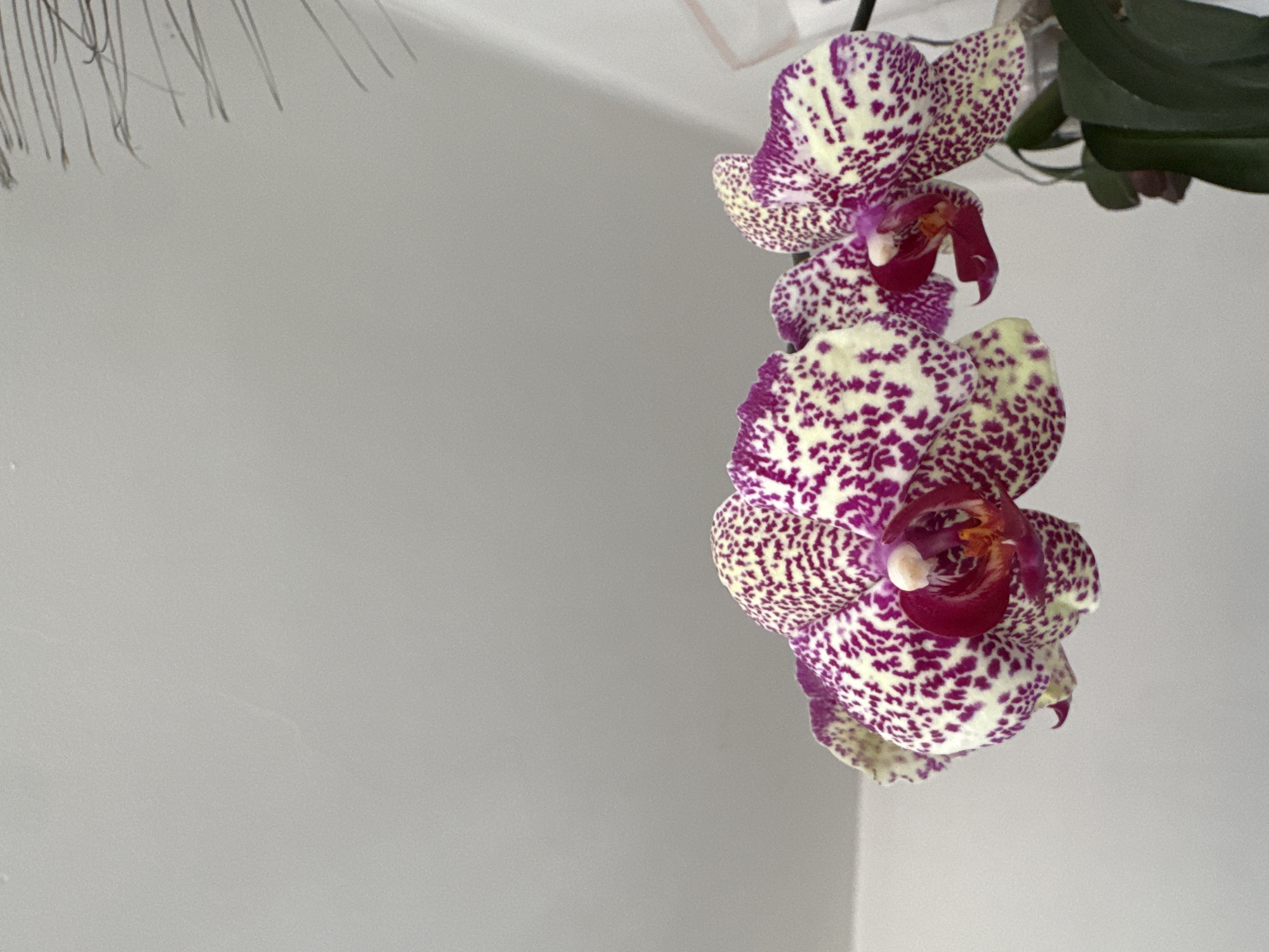 A close-up shot of a spotted purple and white orchid, likely a Phalaenopsis variety, against a pale gray background. The orchid's petals are predominantly white with dense, irregular purple spots. The interior of the flower exhibits a darker shade of purple and hints of orange. The orchid is displayed hanging or mounted indoors, with a plant stem visible on the left. Location is indeterminable but hypothesized in the city of Mexico City, Mexico.