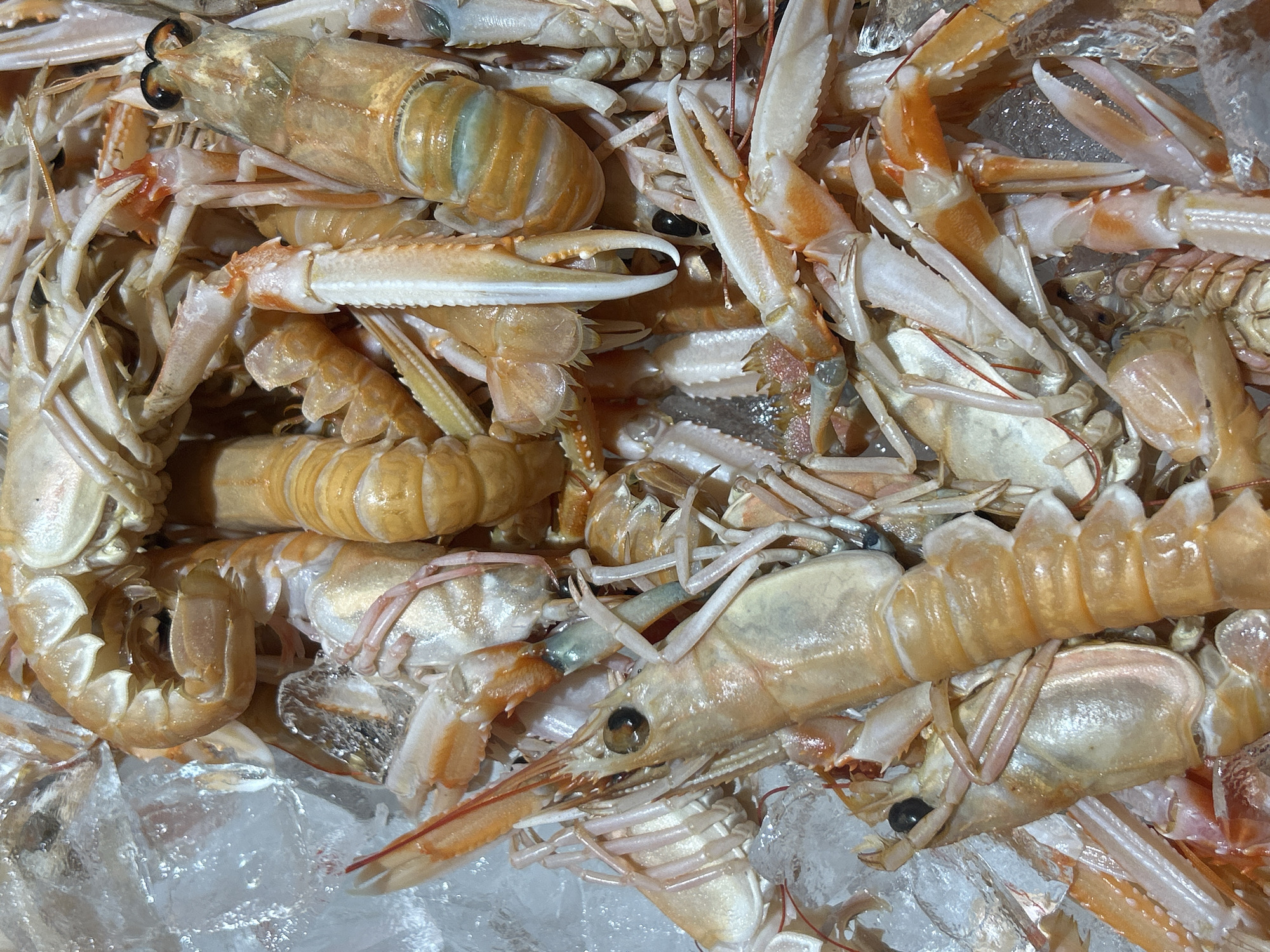 A close-up overhead shot captures a pile of raw langoustines resting on a bed of crushed ice. The langoustines, a type of shellfish, are a pale orange and white color. Their segmented bodies, antennae, and claws are clearly visible. The ice is fractured and appears wet, suggesting it is actively chilling the seafood. The lighting is bright and even, illuminating the textures of the langoustines and ice. There are no people, buildings, or any other contextual elements visible that would indicate a specific location in Vilnius, Lithuania, or any other city. The scene is solely focused on the fresh seafood.