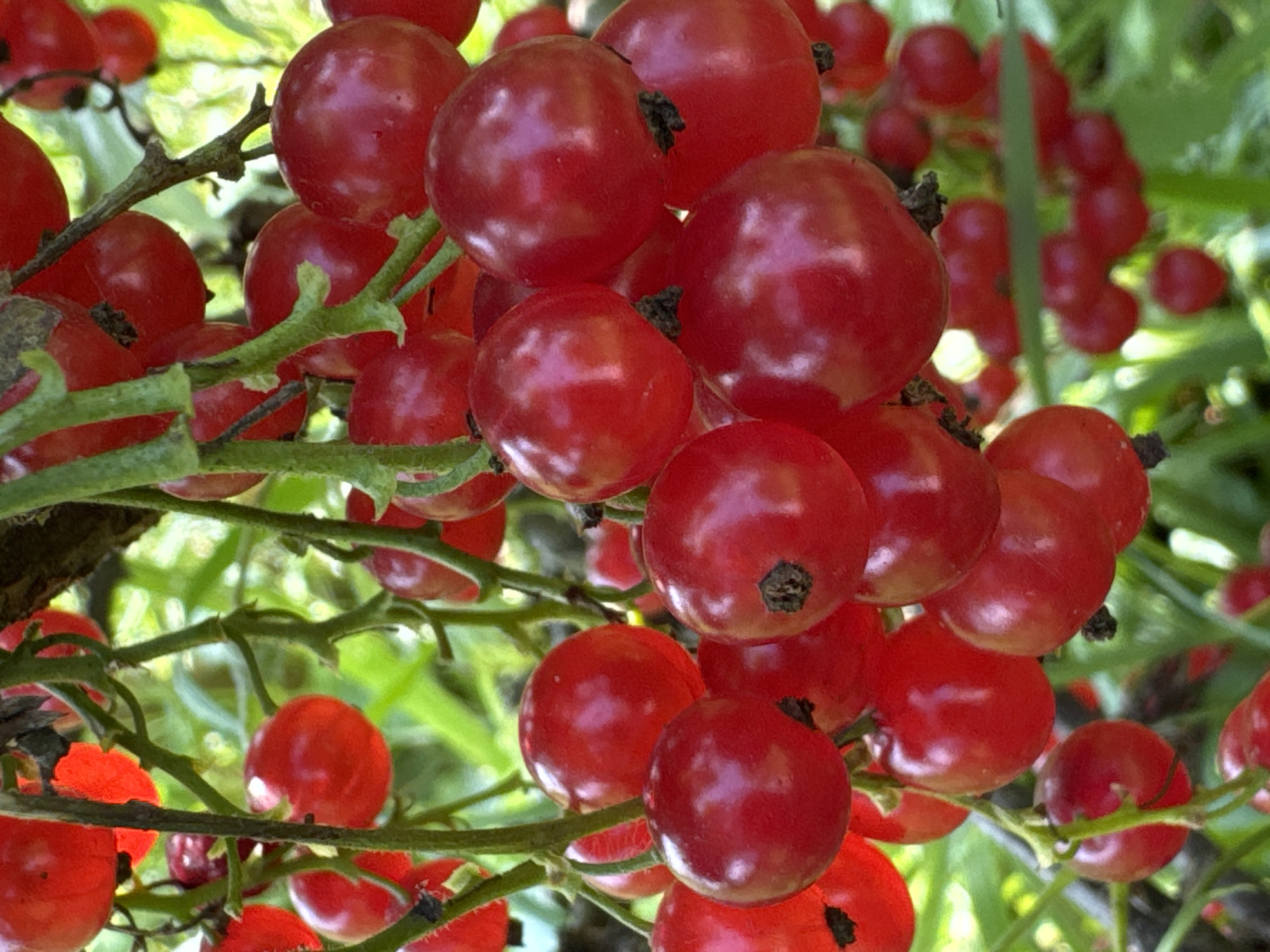 The image is a close-up, vertical shot of a cluster of ripe red currants hanging from a branch. The currants are spherical, a vibrant red, and appear glossy, with some showing small dark calyx remnants at their tips. They are attached to thin, green stems that are themselves part of a larger vine or bush. The background is softly blurred, showing green foliage and hints of sunlight filtering through. There are no people, actions, or interactions depicted. The scene is outdoors and appears to be in a natural or cultivated setting where currants are grown. There is no information in the image that would suggest a specific location within Chernoistochinsk, Russia.