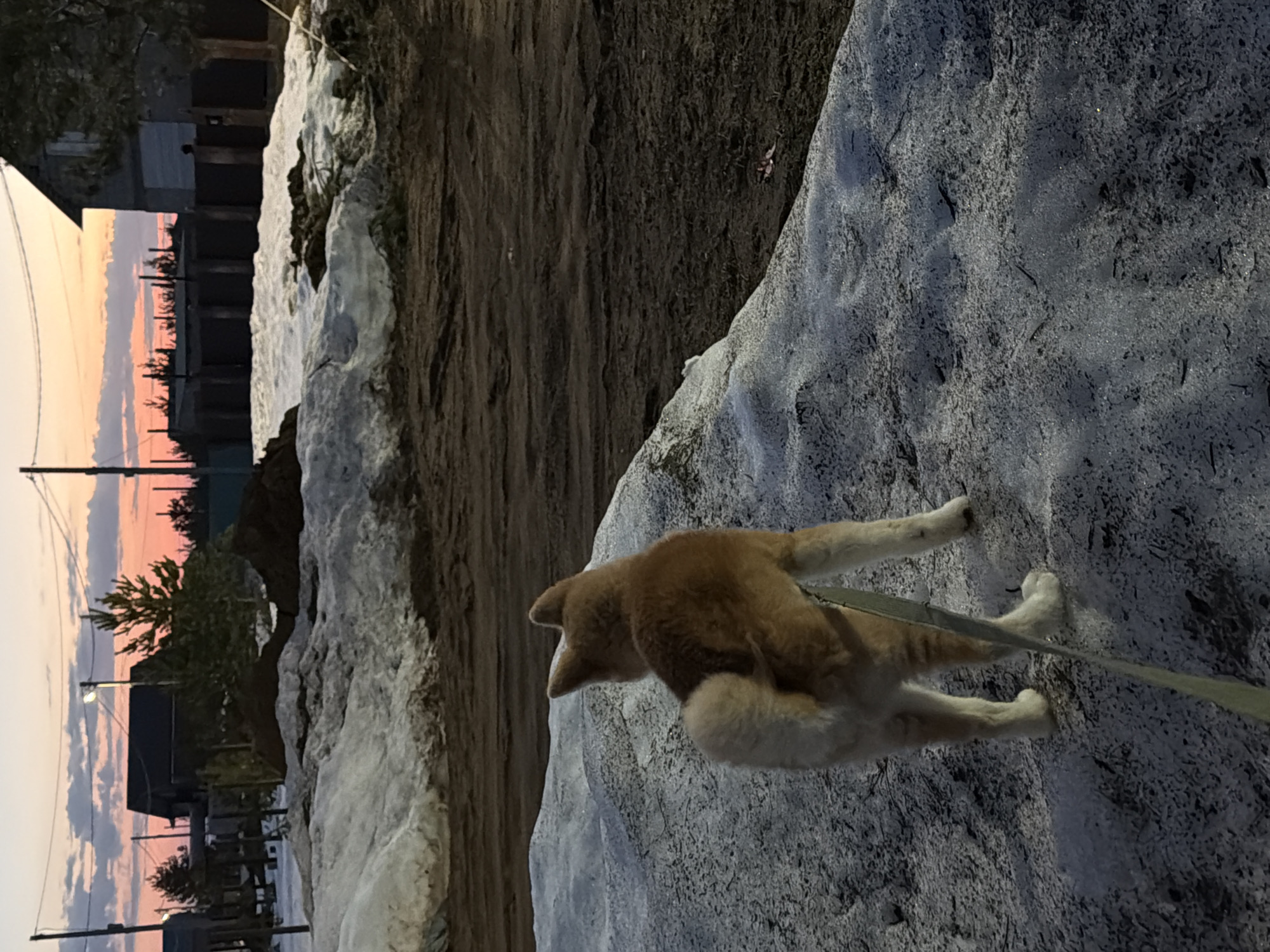 A medium-angle shot depicts a dog on a leash atop a snow-covered surface. The dog is facing away from the viewer. In the background, a dirt road is visible along with buildings, trees, and utility poles against a sunset sky. The image is likely taken in the city of Chaikovsky, Russia.