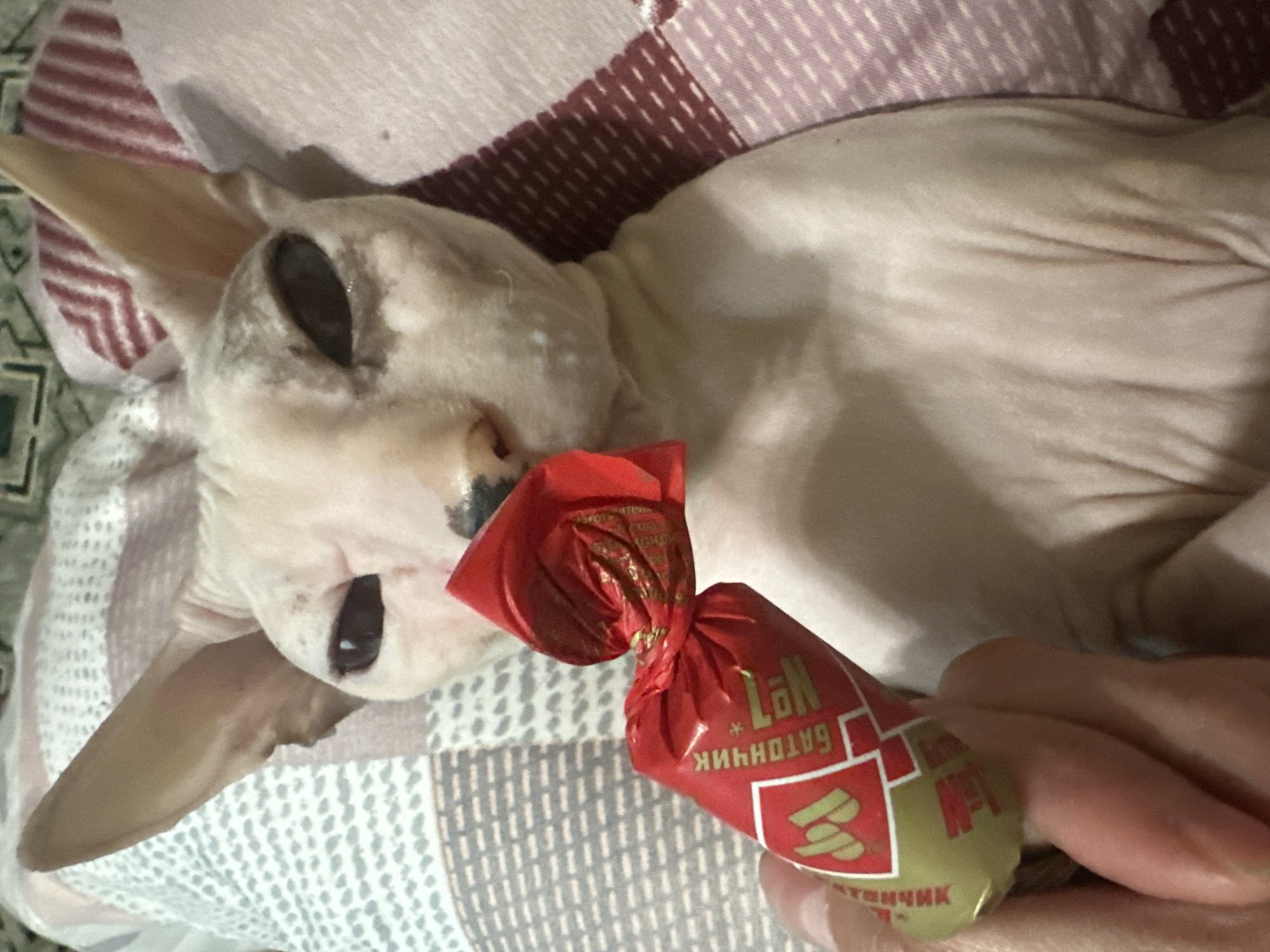 A Sphynx cat is lying on a bed with a red candy wrapper in its mouth. The cat is light pink and has large ears. The candy wrapper is red with gold writing and appears to be a type of toffee. The bed is covered with a patterned blanket. The image is taken from a high angle, looking down at the cat. There are no specific details in the image that would allow for pinpointing a location in Togliatti, Russia.