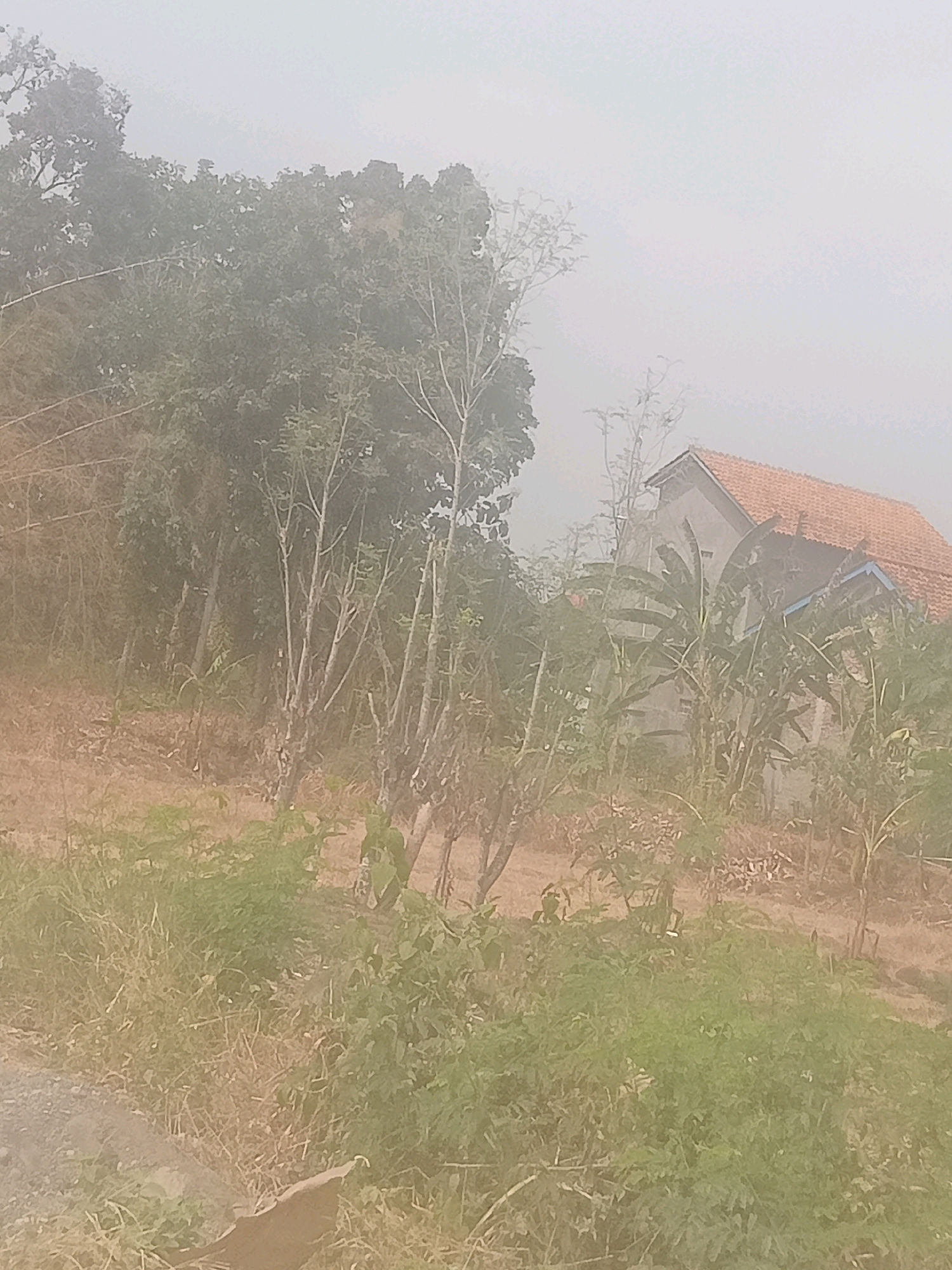 The image shows a hazy outdoor scene in Pendawa, Indonesia. In the mid-ground, a house with an orange tiled roof is visible, partially obscured by vegetation. The house appears to be a two-story structure with a light-colored facade and some blue trim around the windows. In front of the house, there are several large-leafed plants, likely banana trees.
The foreground and left side of the image are dominated by dense foliage and trees, with varying shades of green and brown. Some of the trees have thin, bare branches. The ground appears to be covered in dry grass and some dirt. The overall atmosphere is misty or foggy, with the sky appearing a pale, washed-out gray. There are no people visible in the image. The scene depicts a rural or semi-rural setting.