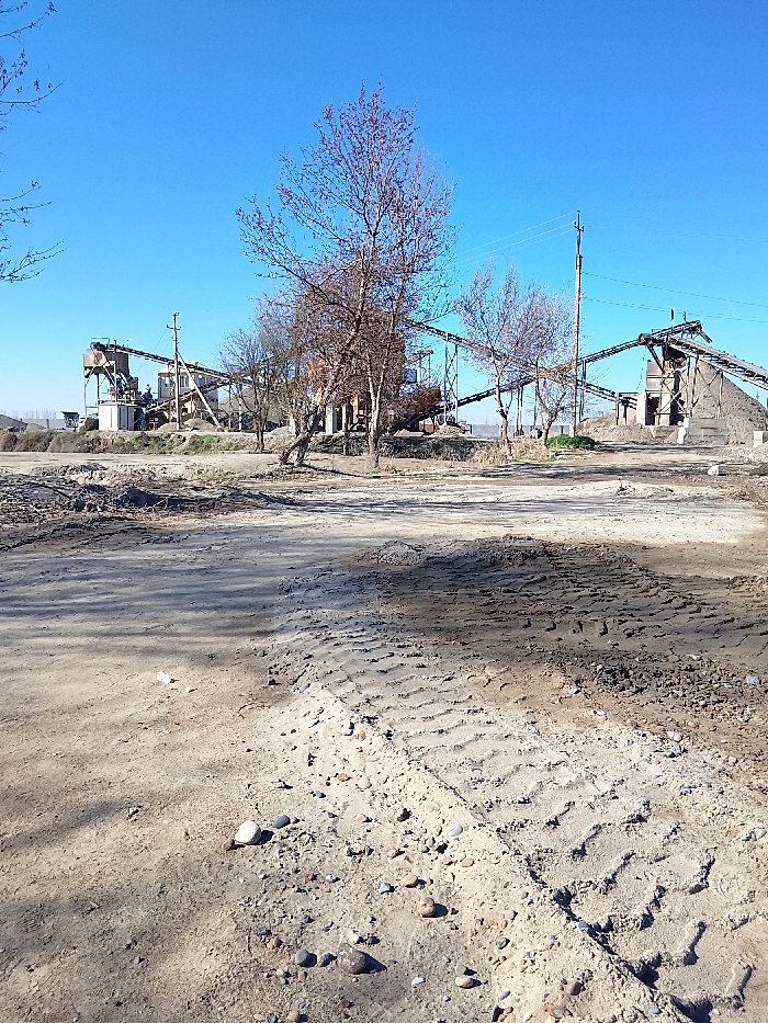 The scene depicts an industrial outdoor environment, specifically a material processing facility or quarry, located in Yangi Chinoz, Uzbekistan. The foreground consists of an unpaved, uneven dirt and sand surface littered with small stones and pebbles. Distinct, deep tire tracks from heavy machinery are visible across the ground, particularly in the lower-right quadrant. Shadows, indicative of direct sunlight, extend from the left across the ground. A small piece of white debris lies on the dirt in the mid-left foreground.
In the midground, several bare deciduous trees stand without leaves, suggesting a dormant season. One prominent tree is centrally located, with smaller trees to its right.
The background features an industrial complex under a clear, bright blue sky. This complex includes multiple elevated structures with what appear to be processing units, such as hoppers or screens. A network of inclined conveyor belts connects these structures, designed for transporting bulk materials. Large piles of aggregate material, likely sand or gravel, are visible beneath and adjacent to the conveyor systems, with a prominent pile on the far right. Utility poles supporting overhead power lines are visible throughout the background, with a tall pole positioned to the right of the central tree. No individuals are visible in the scene.