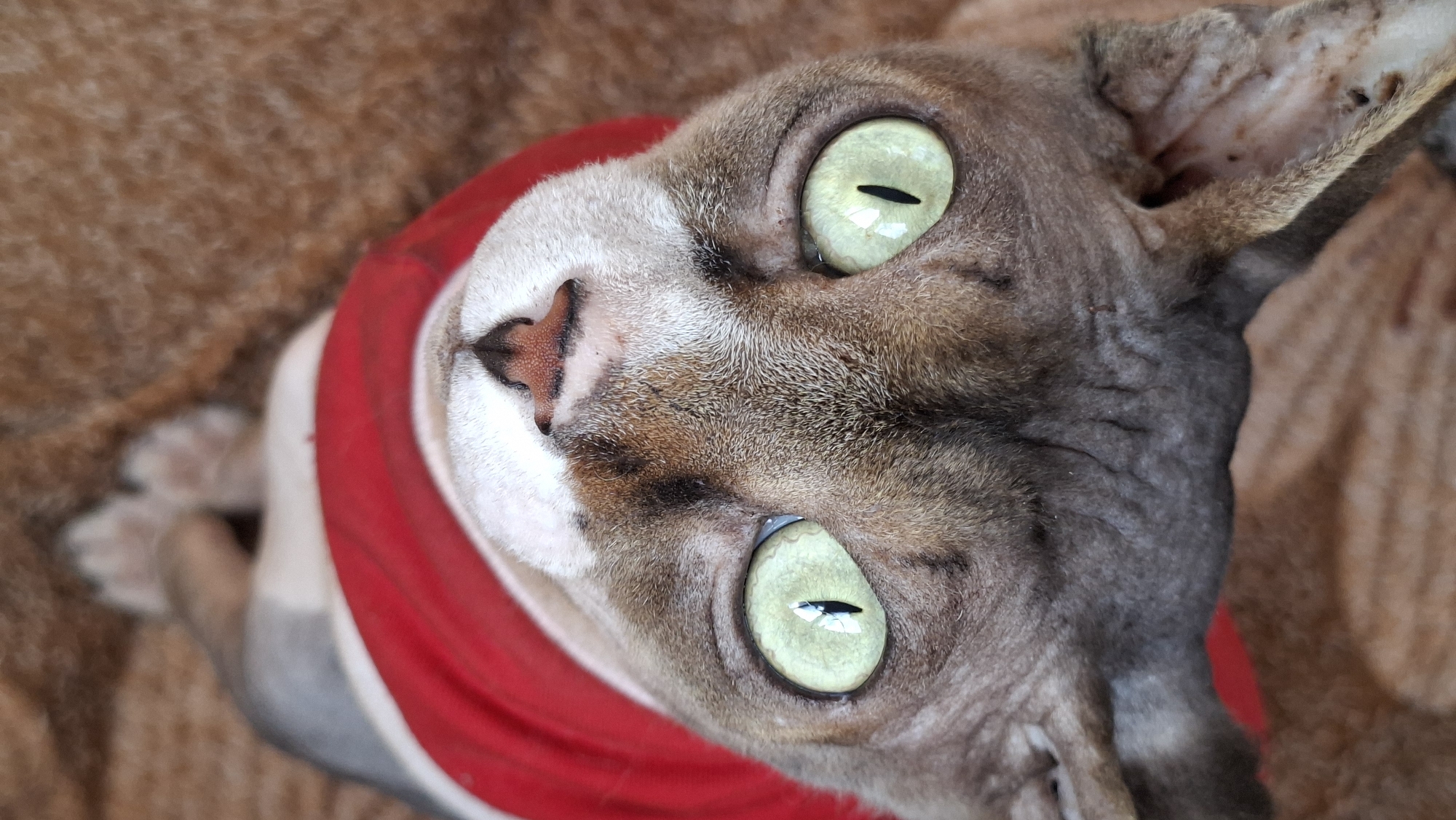 A close-up, upside-down shot captures a Sphynx cat wearing a red garment, lying on a brown, textured surface, likely a blanket or rug. The cat's face is the primary focus, with its large, pale green eyes wide open, reflecting light. Its skin appears wrinkled, characteristic of the breed. The cat's nose is pink with dark nostrils, and its ears are visible and partially furred. The red garment encircles its neck. The background is out of focus, suggesting a shallow depth of field, and appears to be the same brown material as the surface the cat is resting on. The image quality is good, with clear detail on the cat's face. The location is in Забалоцкі сельскі Савет, Belarus.