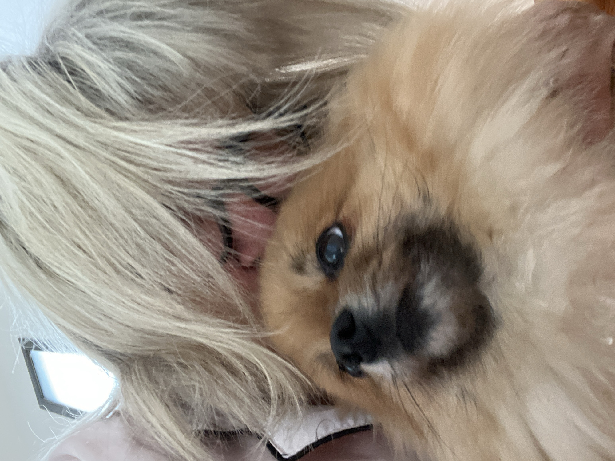 A close-up, low-angle, indoor shot shows a Pomeranian dog being held by its owner. The dog, with light brown fur, looks up and to the left with its mouth slightly open. Its dark nose is prominent, and its blue eyes are visible. The owner's blonde hair cascades down, partially obscuring their face. The background shows a ceiling light and a wall. The image is not located in Chambœuf, France.