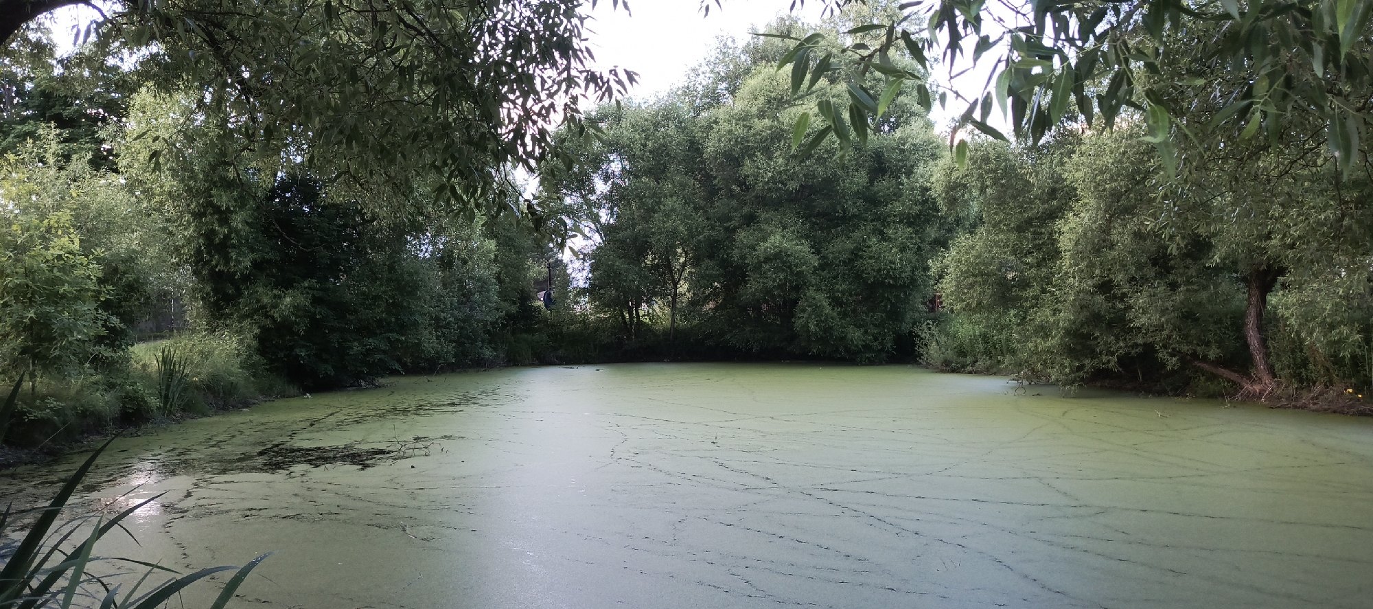 A wide panoramic view of a calm, stagnant pond covered with a thick layer of green algae and organic debris. The pond is surrounded by lush, dense green trees and foliage, suggesting a natural or semi-natural environment. The water's surface is disturbed by numerous thin, dark lines, possibly tracks from water striders or other small aquatic insects. The lighting indicates it is daytime, possibly late afternoon, with soft sunlight filtering through the leaves, creating dappled light effects. No people or animals are clearly visible in the image. The scene is located in the area of Мерчалово Снт, Russia.