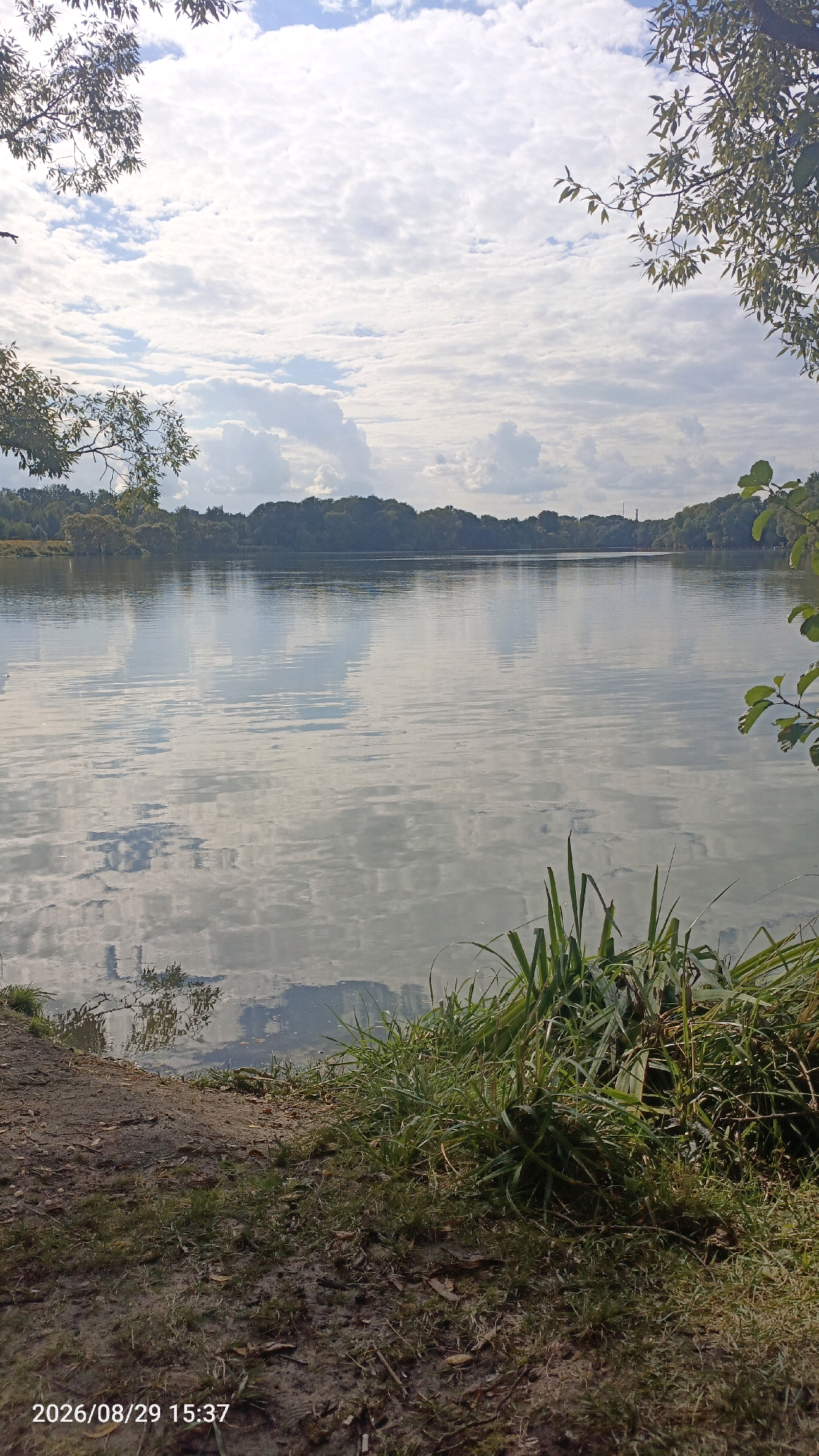 The image depicts a wide, calm body of water, likely a river or lake, with a tree-lined bank visible in the distance. The sky is partly cloudy, with fluffy white clouds scattered across a pale blue expanse, reflecting on the water's surface. Lush green vegetation, including tall grasses and trees, borders the foreground on the right and left edges of the frame. The ground in the foreground appears to be a mix of soil, grass, and fallen leaves. A timestamp in the bottom left corner reads "2026/08/29 15:37". There are no people or specific Moscow landmarks visible in the image.