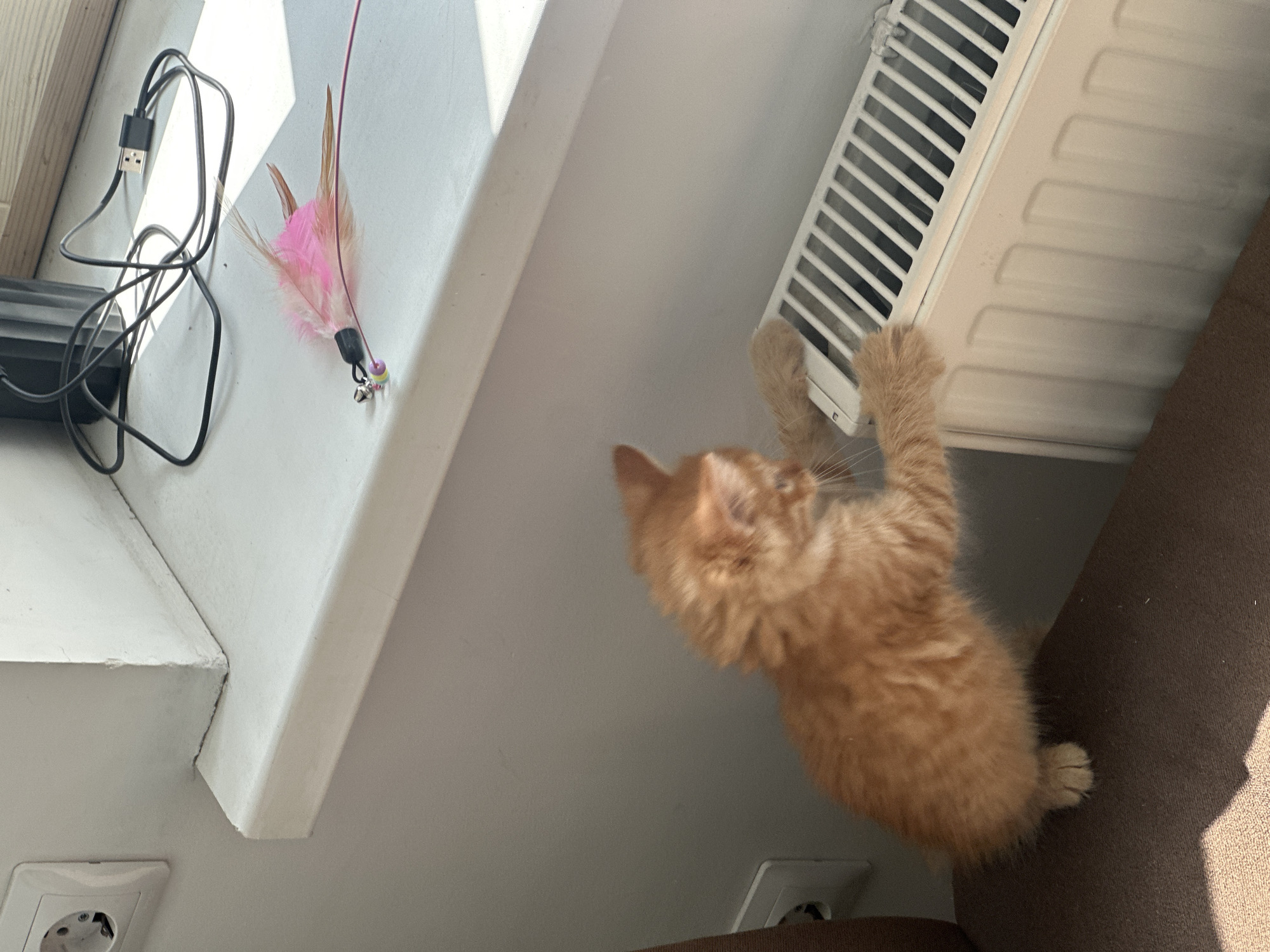 An indoor shot taken at a high angle depicts an orange kitten reaching up to a white radiator on a light gray wall. The kitten is positioned to the right of the radiator, with its paws touching the radiator's surface. To the left of the radiator, a white ledge holds a black charger cable and a pink feather cat toy. Below the ledge, a white electrical outlet is visible on the wall. A brown sofa is partially visible in the lower right corner of the image. The location is not identifiable as Moscow, Russia from the visual information provided.