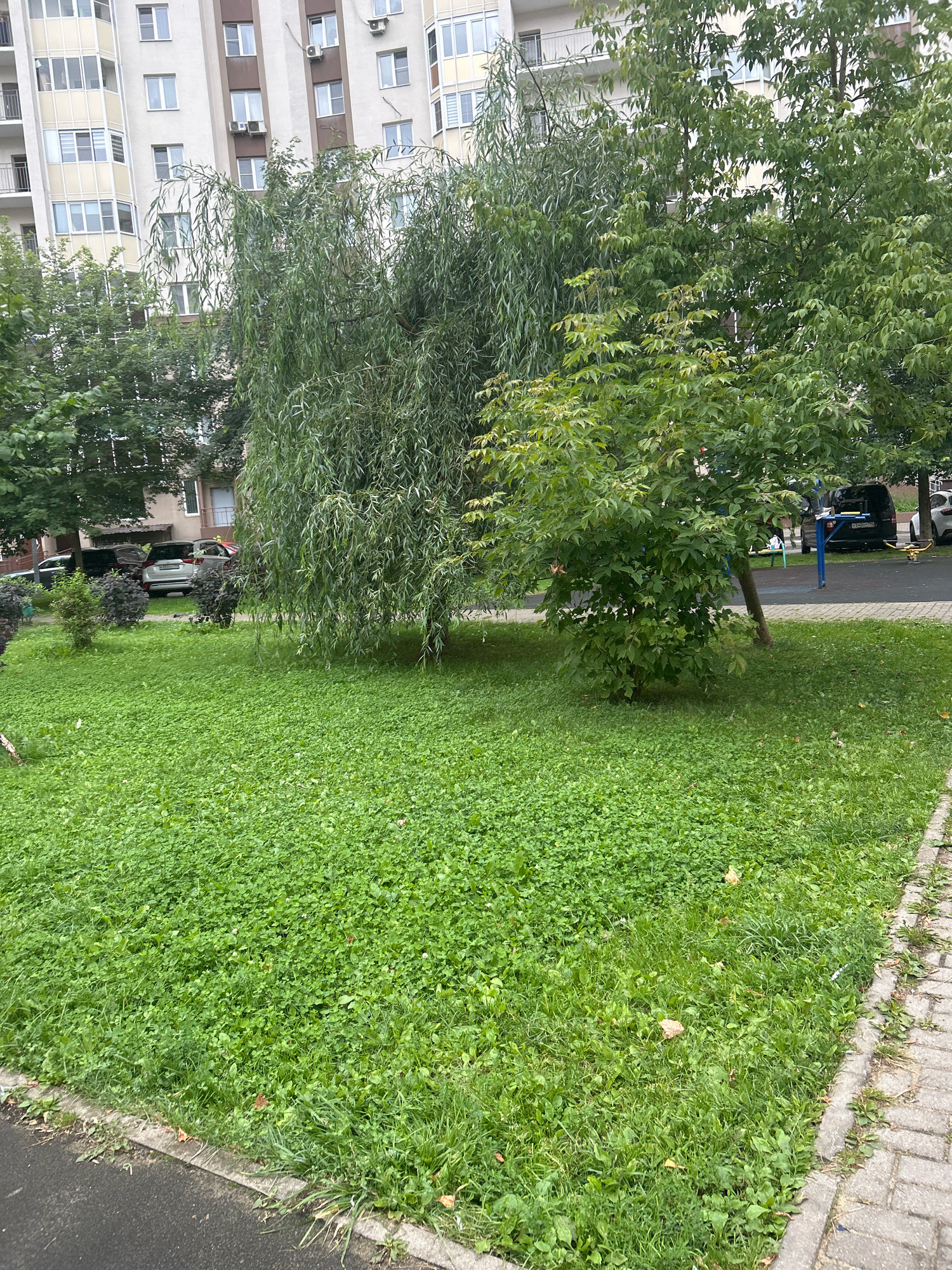 This is a full-frame, eye-level, outdoor shot of a residential courtyard in Domodedovo, Russia. In the background, a modern, multi-story apartment building with light-colored facade, beige balconies, and numerous windows is visible. In the mid-ground, dense green trees, including a weeping willow, dominate the scene, obscuring part of the building. A patch of bright green grass and clover fills the foreground. A paved walkway with interlocking bricks runs along the right edge of the frame, bordered by a concrete curb. In the middle ground, on the right side of the image, a black van and a white car are parked. Further right, a small children's playground with a blue structure and yellow equipment is partially visible. The ground is a mixture of asphalt and grass.